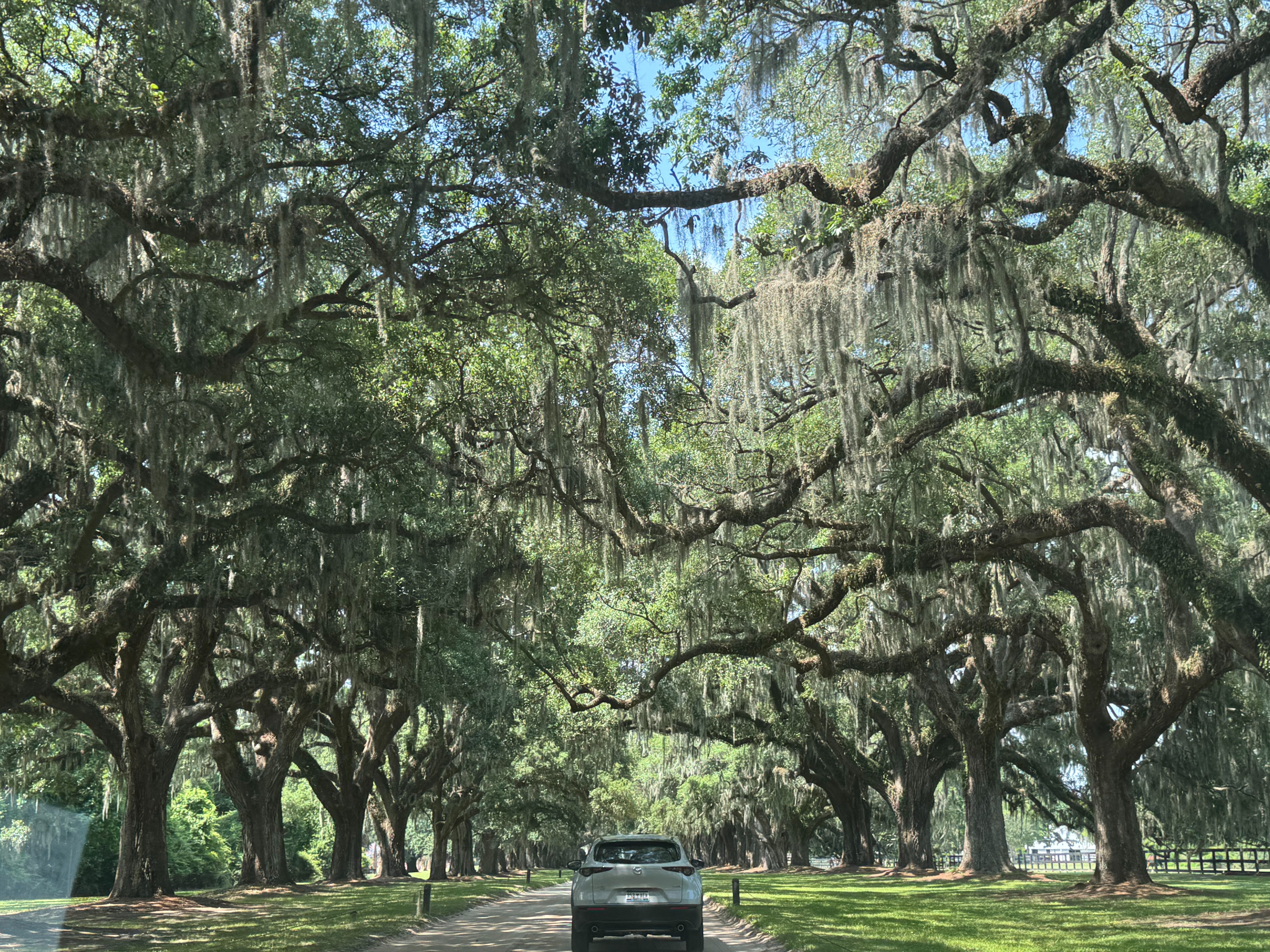 The image captures the enchanting view of a tree-lined road, draped with Oak trees, creating a natural tunnel-like canopy.