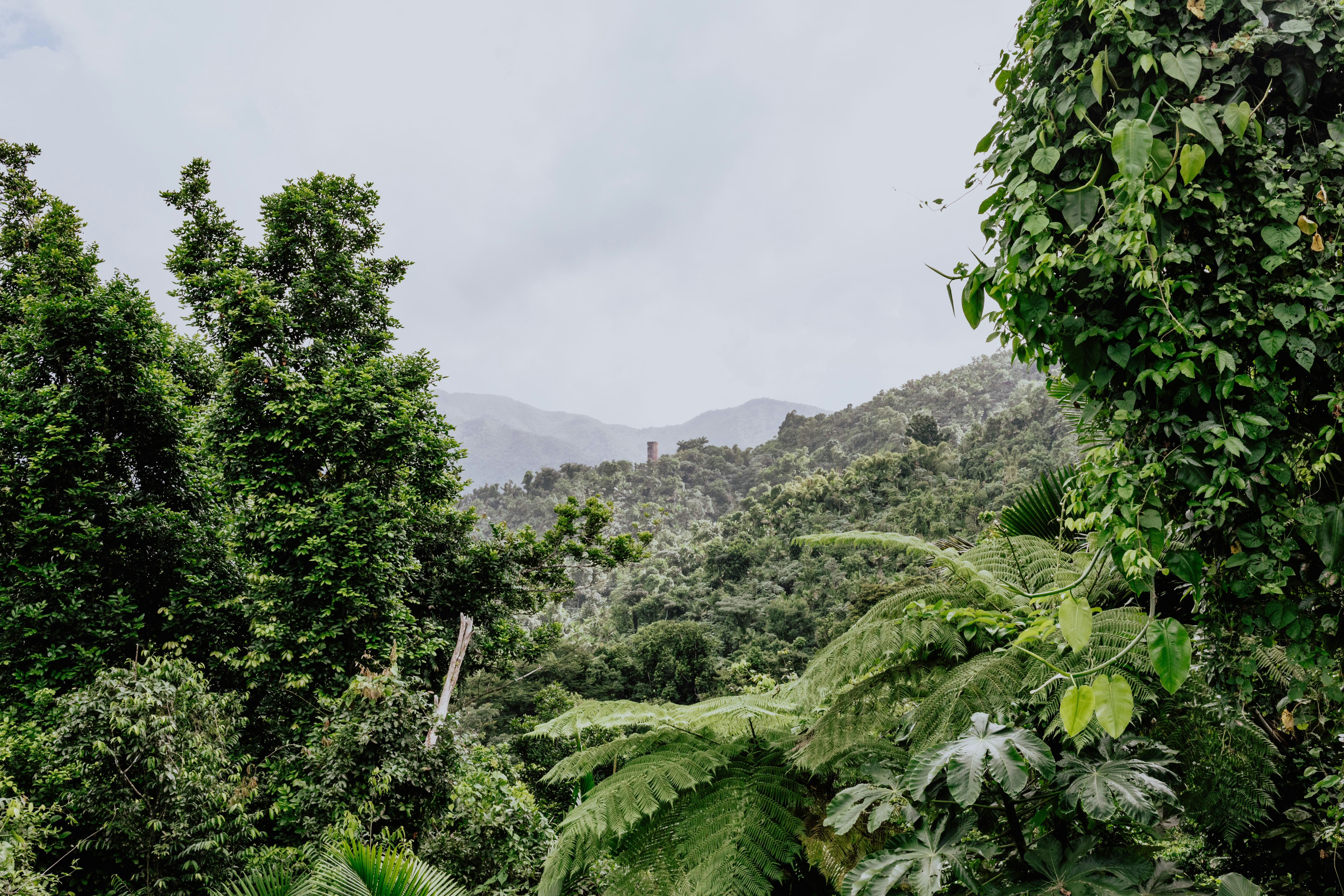 A lush green forest filled with lots of trees.