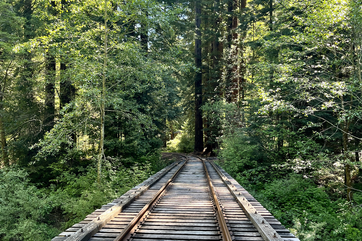 A forest view with train tracks running through the middle between tall trees and greenery
