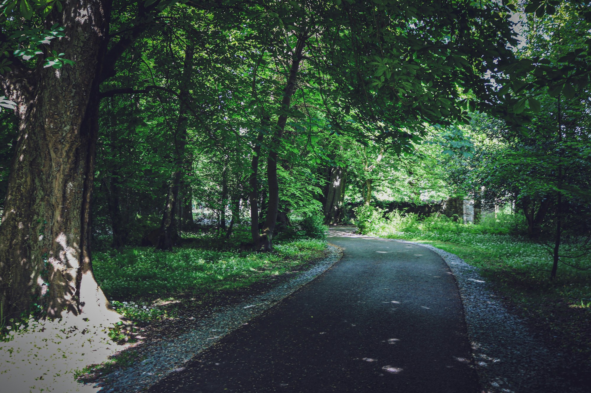 A pathway among trees.