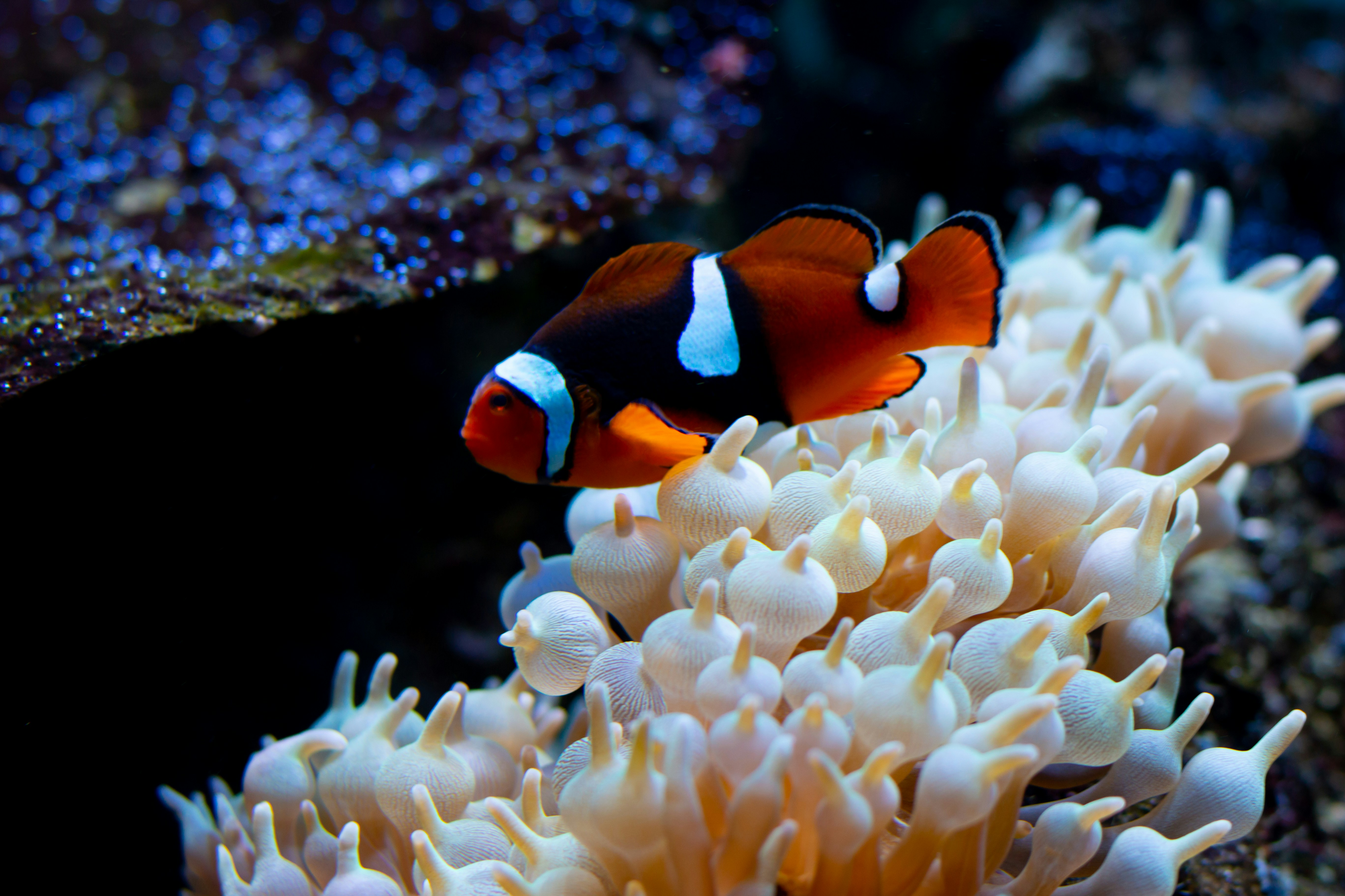 An orange fish under the sea