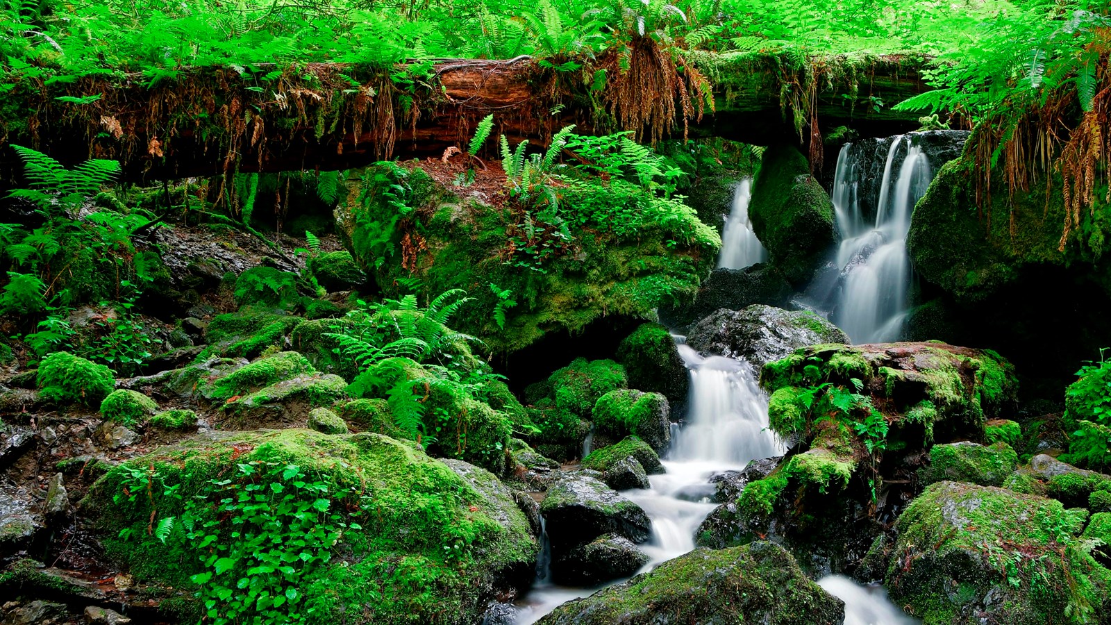 A long exposure shot of a few small waterfalls trickling over moss-covered rocks amongst an emerald forest.