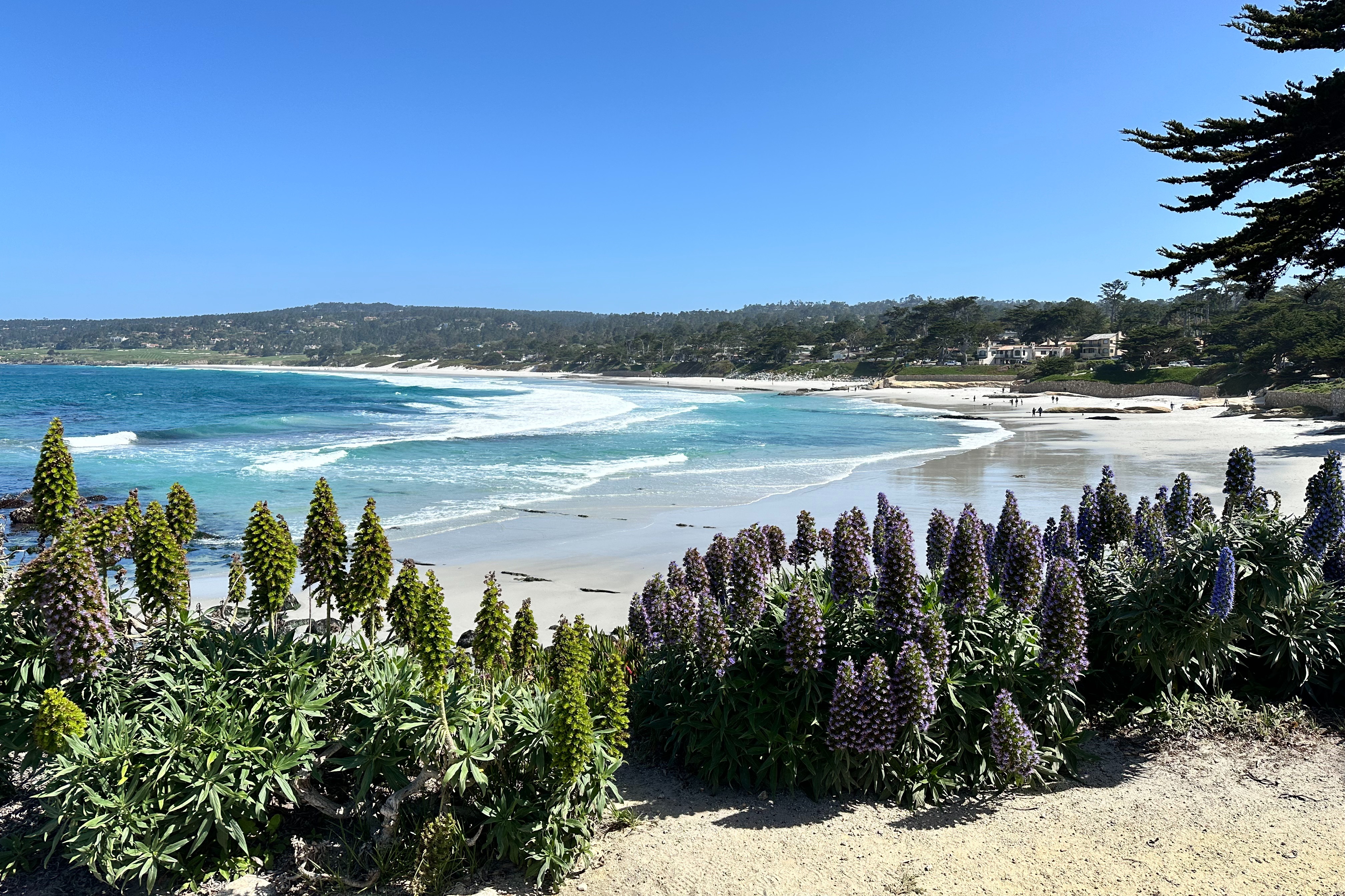 A group of flowering bushes with a beach in the background during the daytime