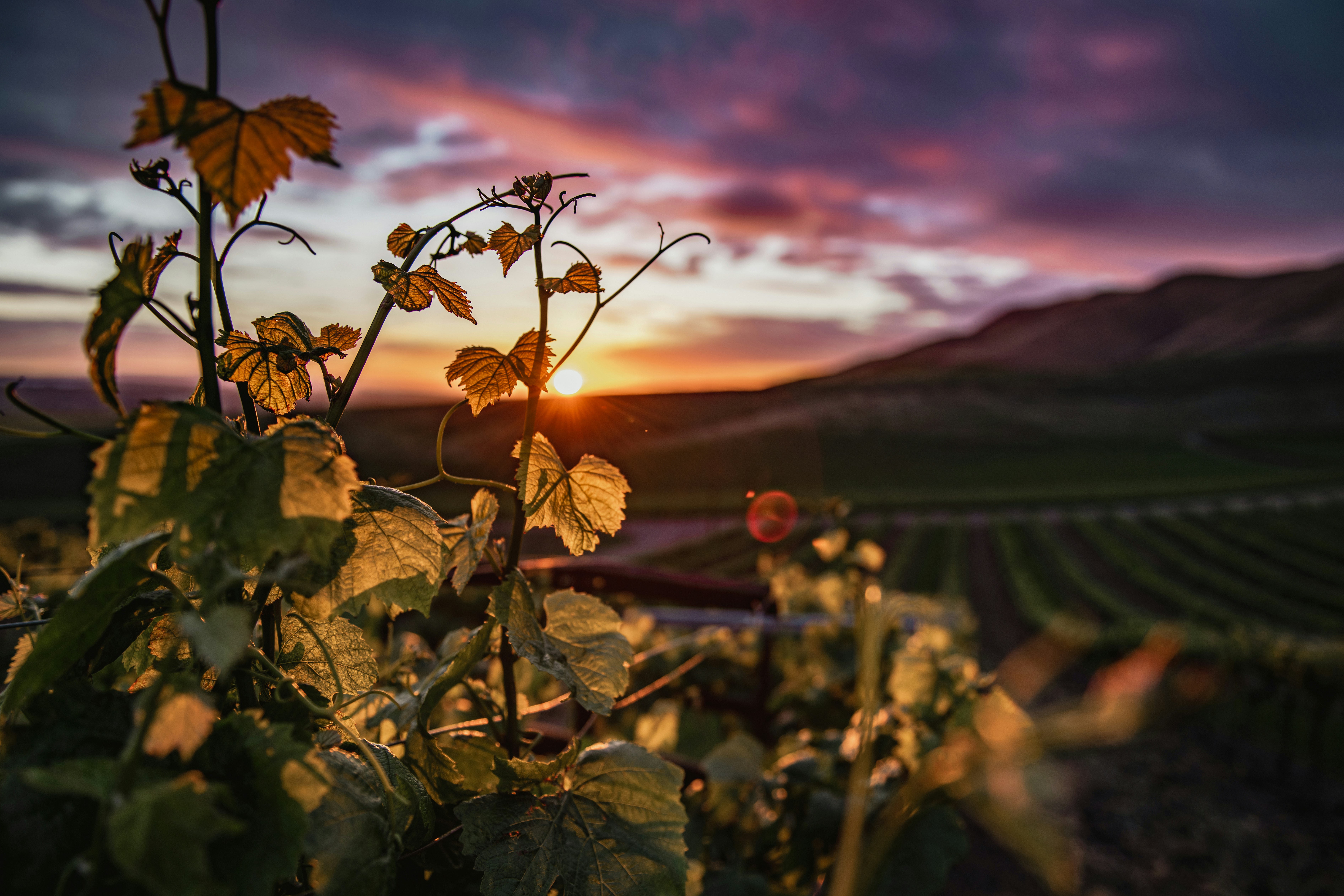 A depth-of-field shot of a California grape vine up close, with a vineyard under a multi-colored sky at sunset.
