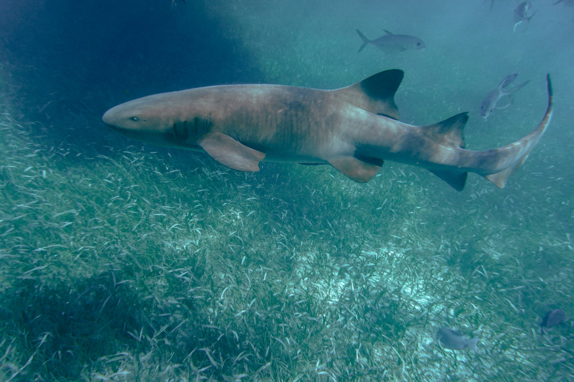 Grey shark in waterbody.