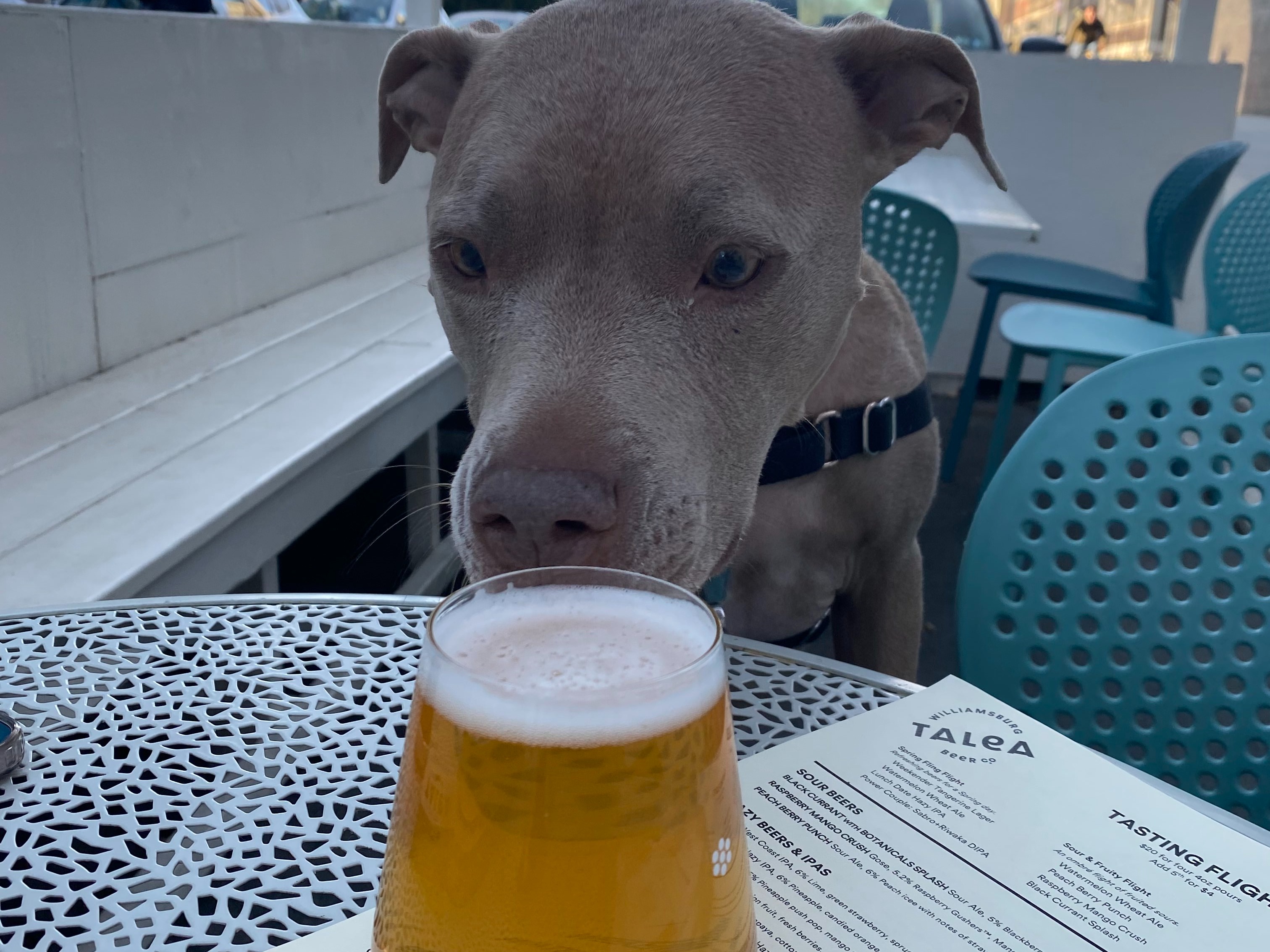 A dog sitting at an outdoor table with a beer on it at Talea.