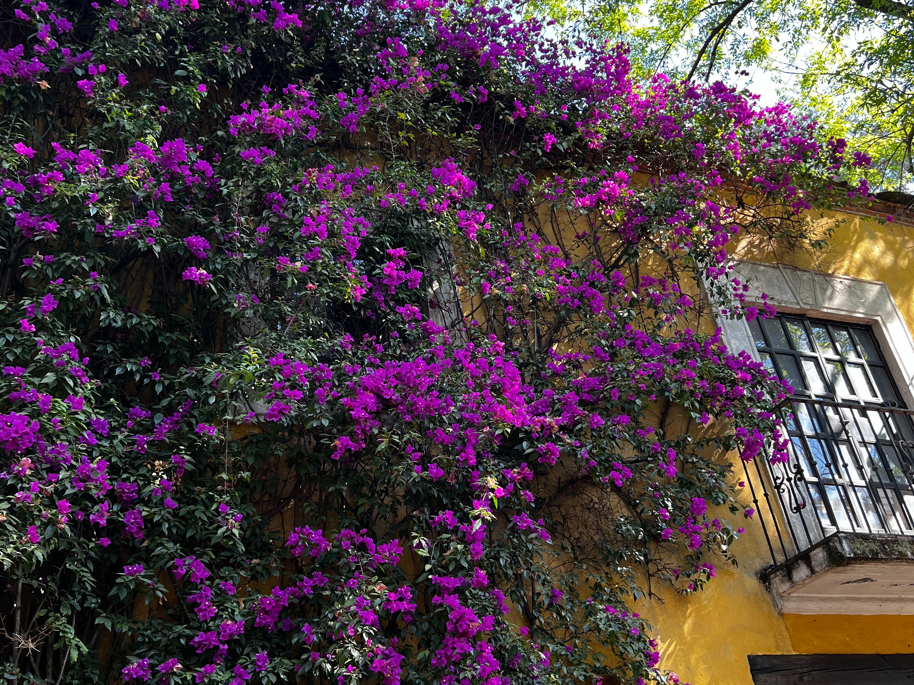 A stunning view of purple flowers draped alongside a yellow building with a metal balcony and window on the right side.