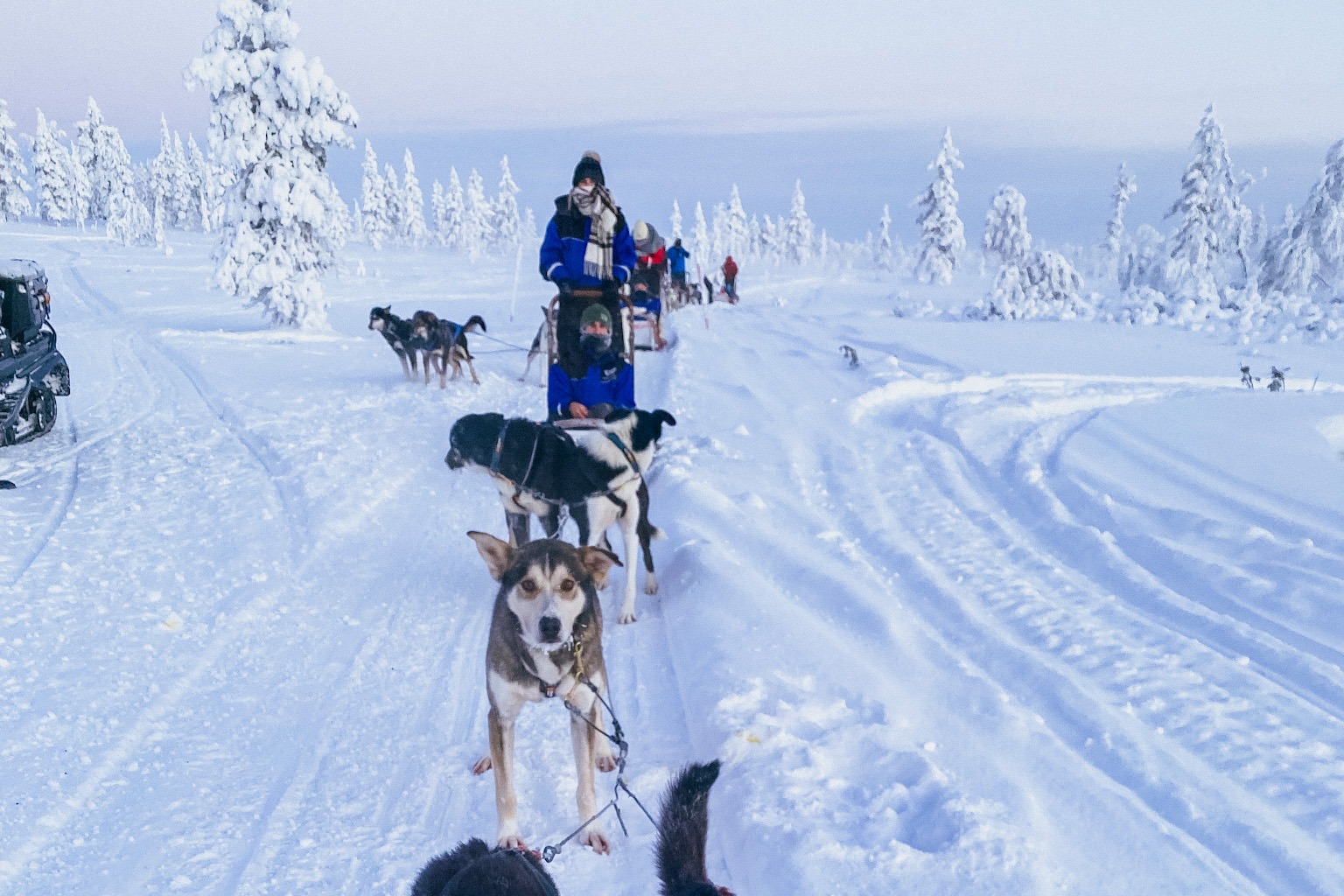 This image depicts a sled with dogs mushing through snowy trails with snow covered pine trees in the surrounding area.