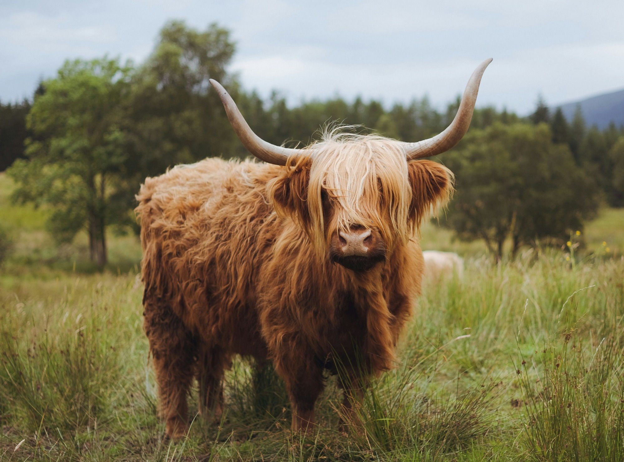 Brown yak in green field.