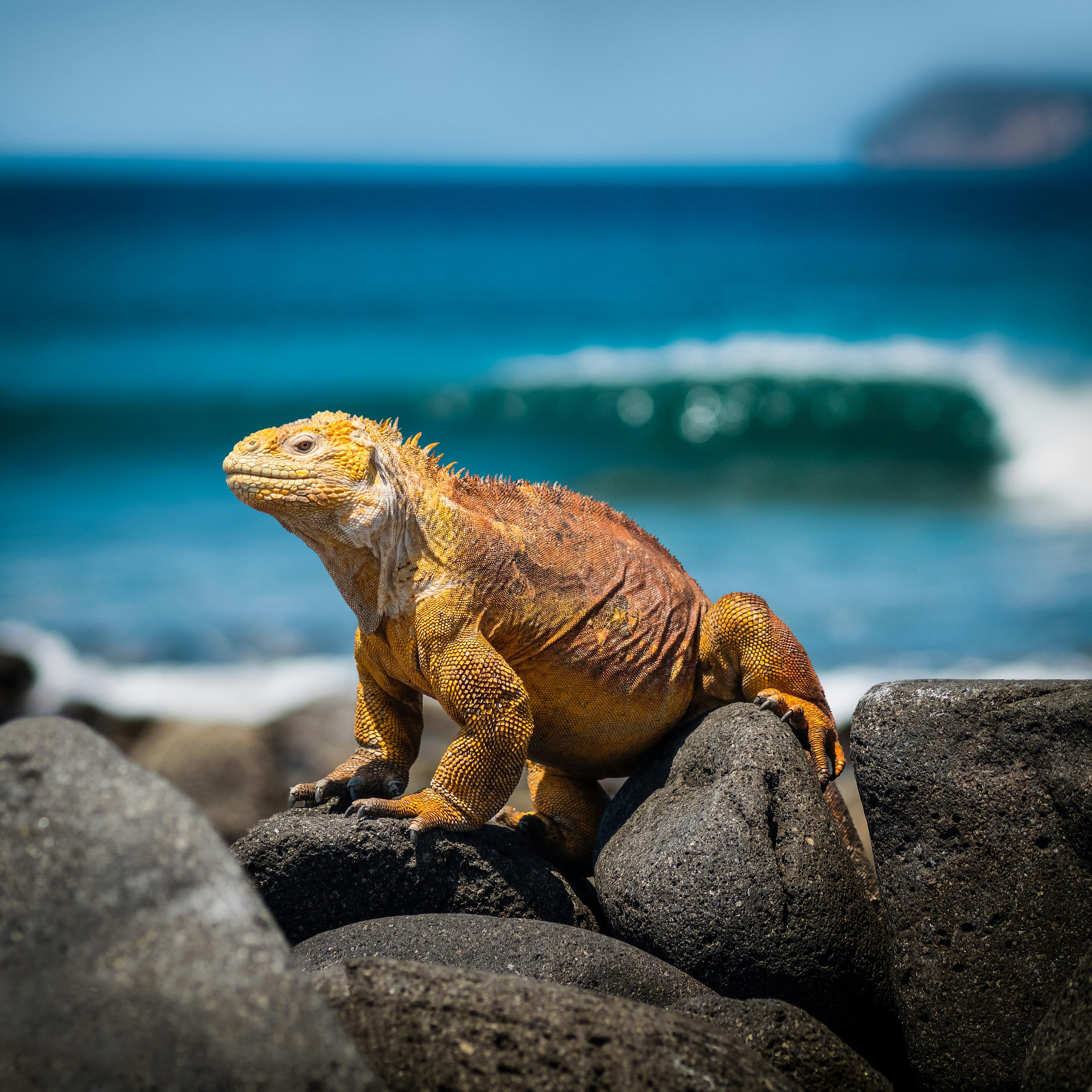 A mustard-yellow / brownish colored lizard perched up on a rock with the blue sea in the background.