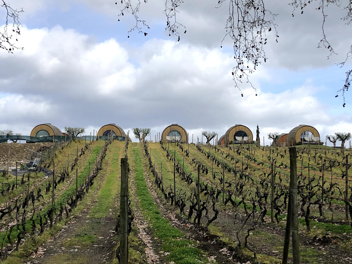 A vineyard during the daytime