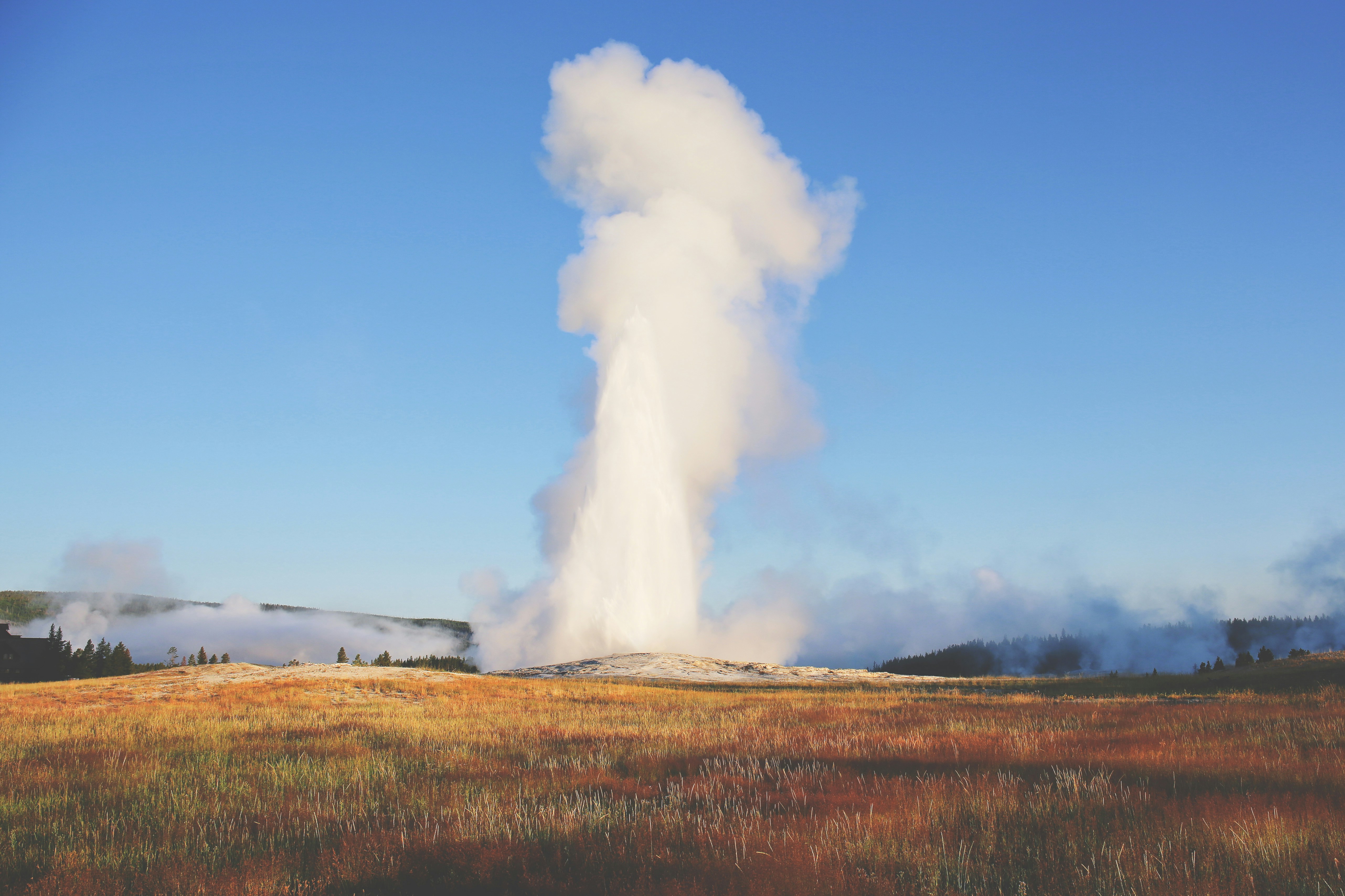 Old Faithful in all its glory, shooting up high in the sky, on a sunny day.