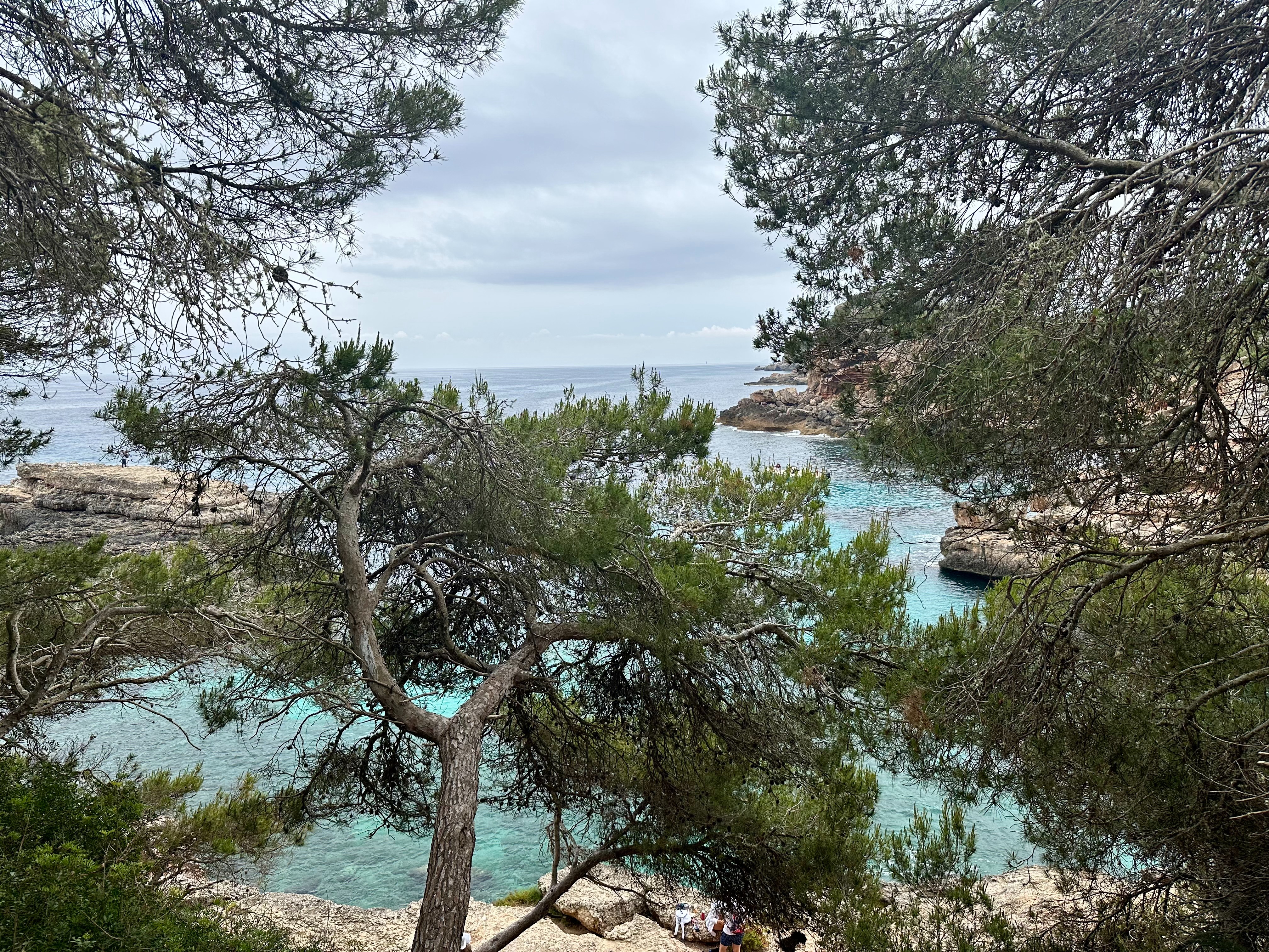 A tree with water in the background.
