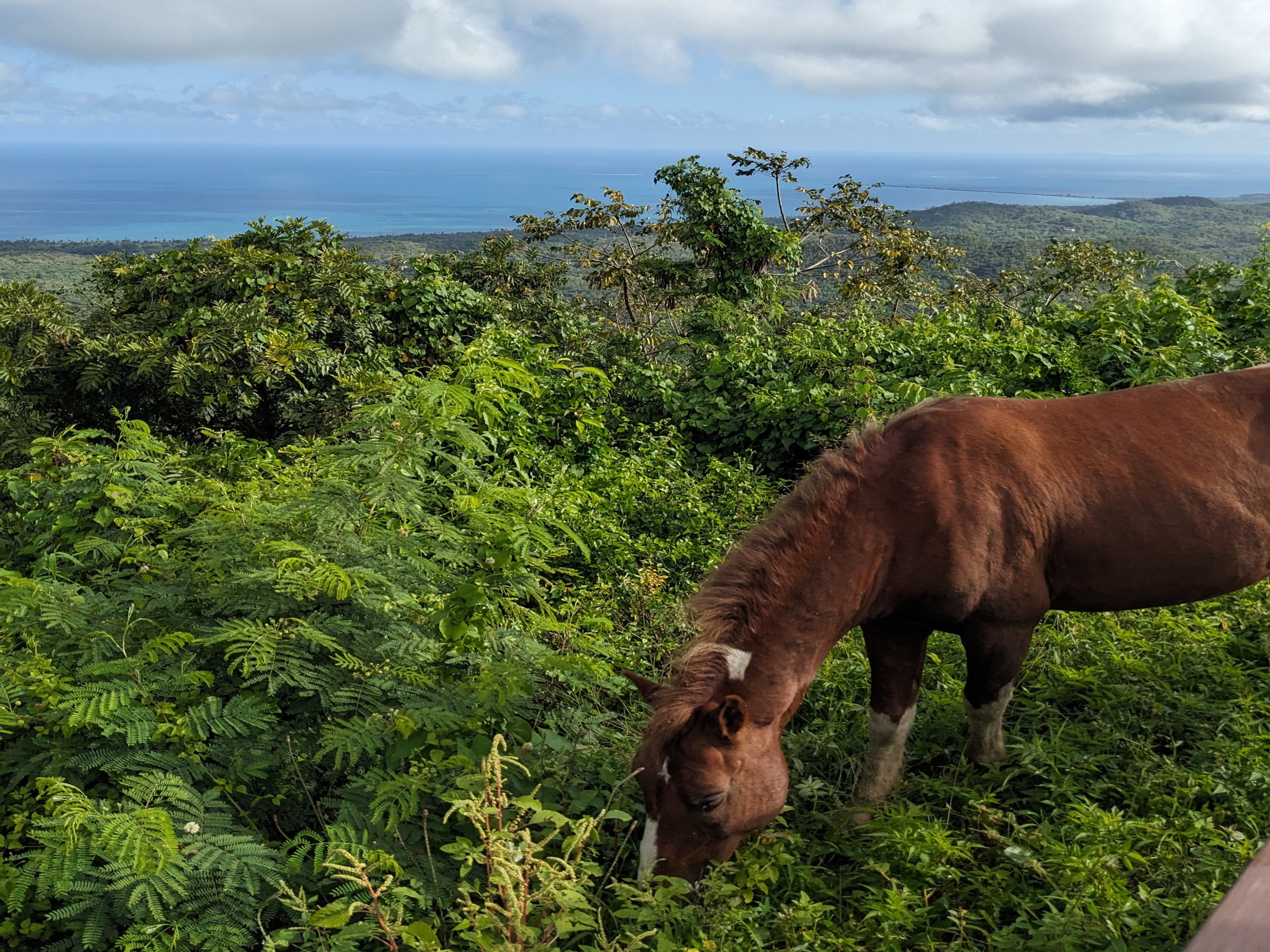 A picture of a brown horse in a green field, eating grass.