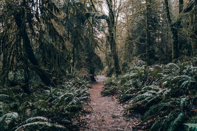a path leading through the forest