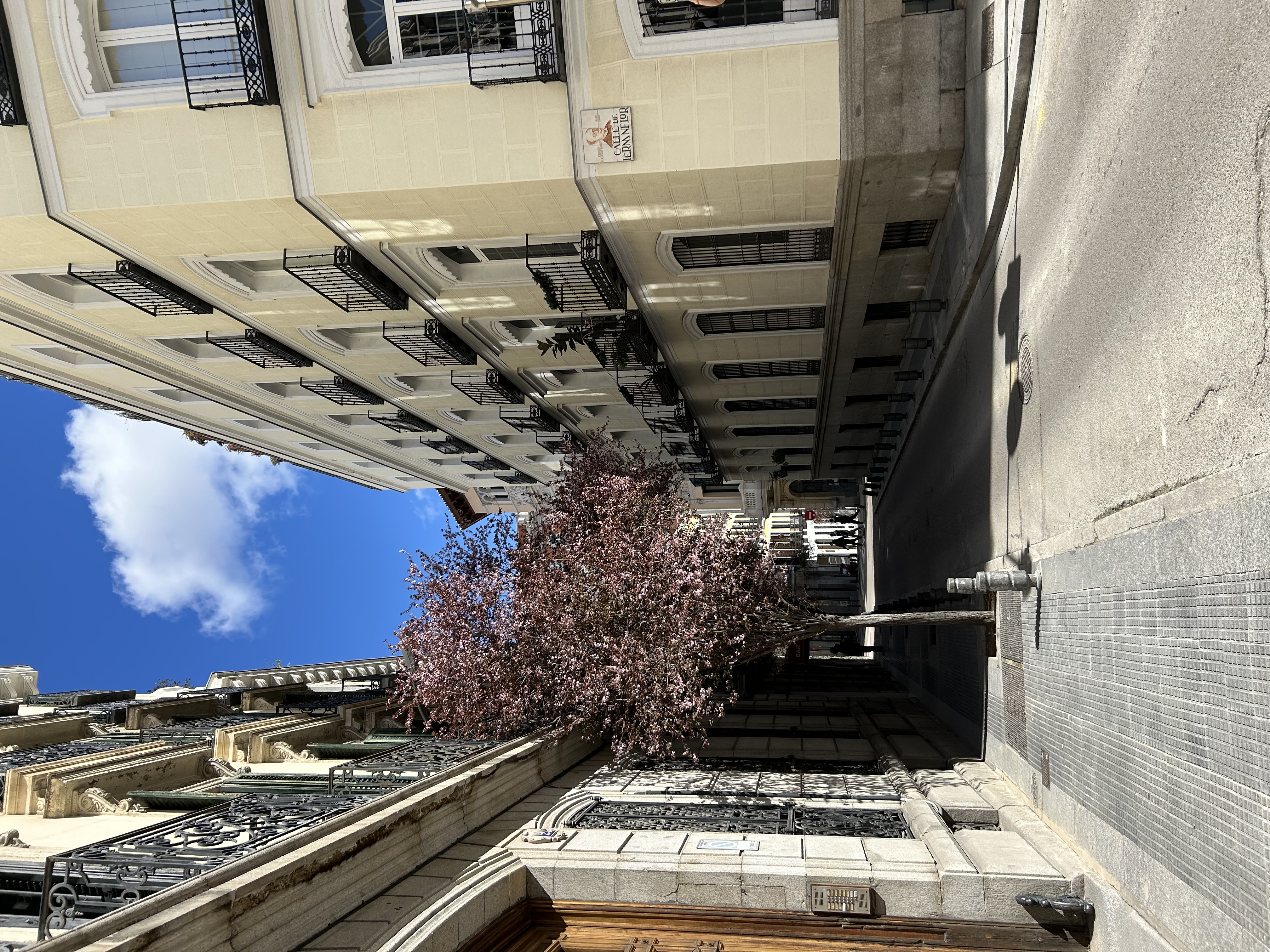 Beautiful view of street with pink-flowered tree and old building with black balconies