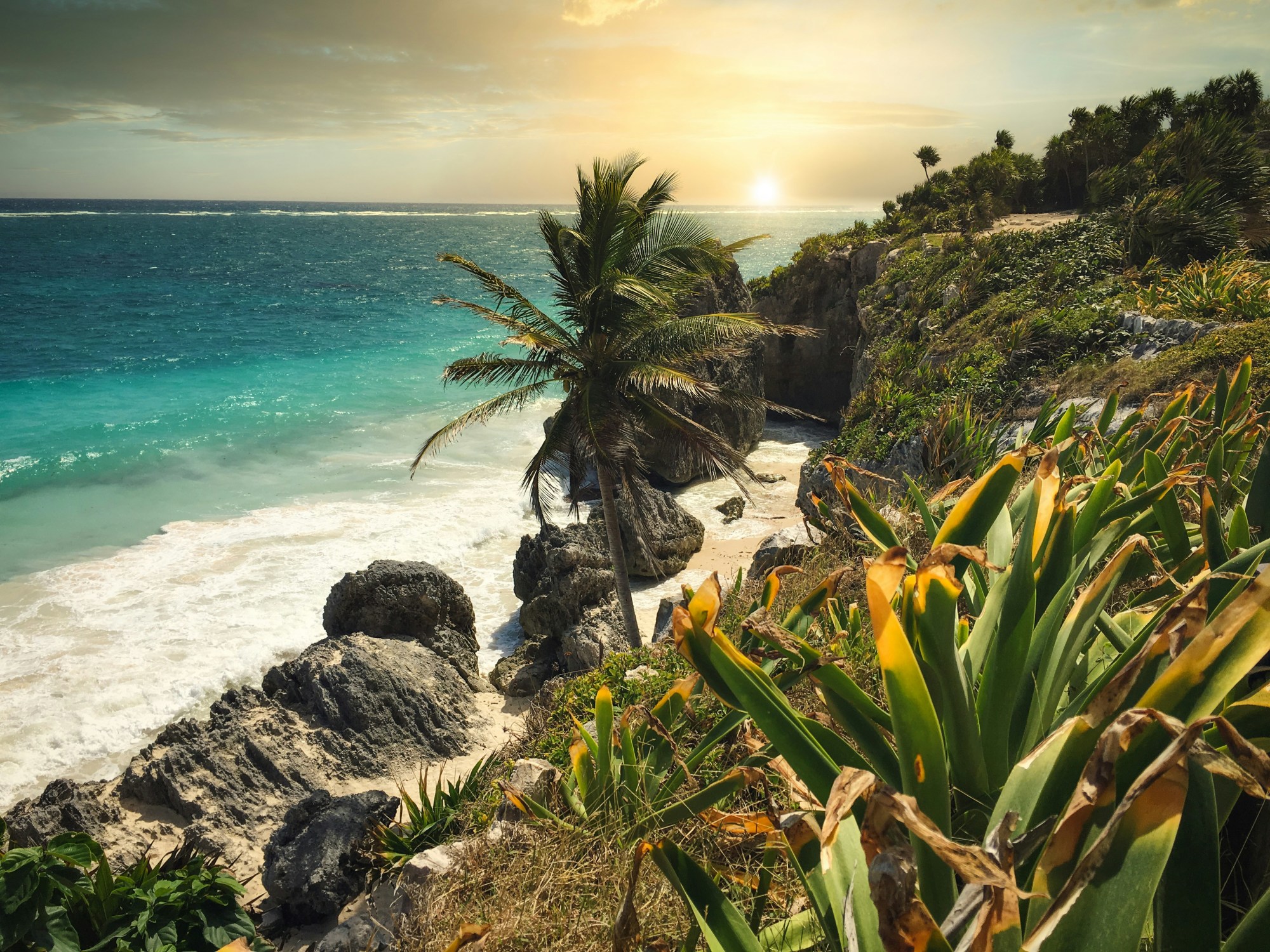 A view of a lush tropical landscaping and palm trees against the beach, ocean and sunset.