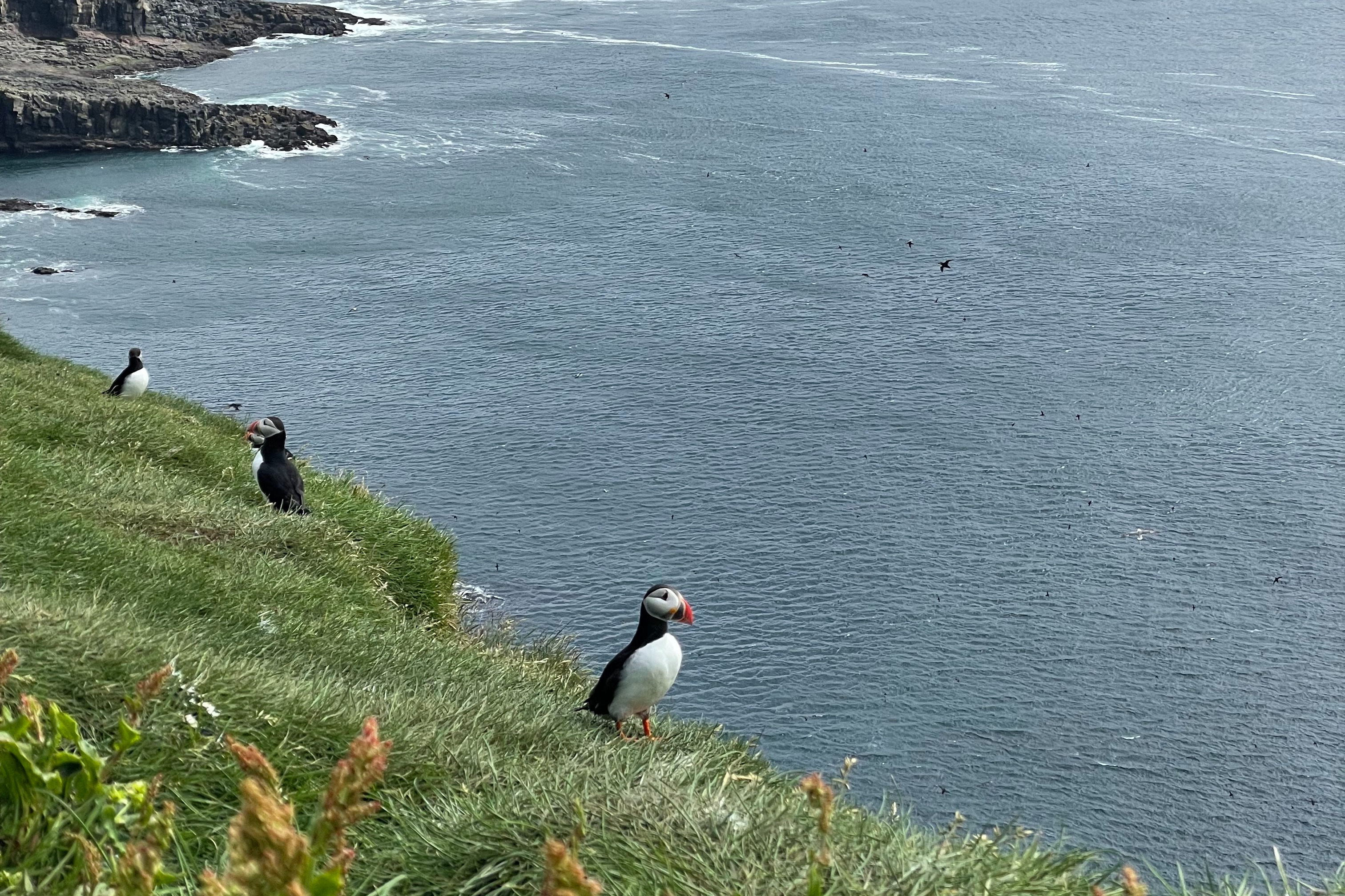 Puffins walking along the grassy cliff with the vast blue sea in the background.