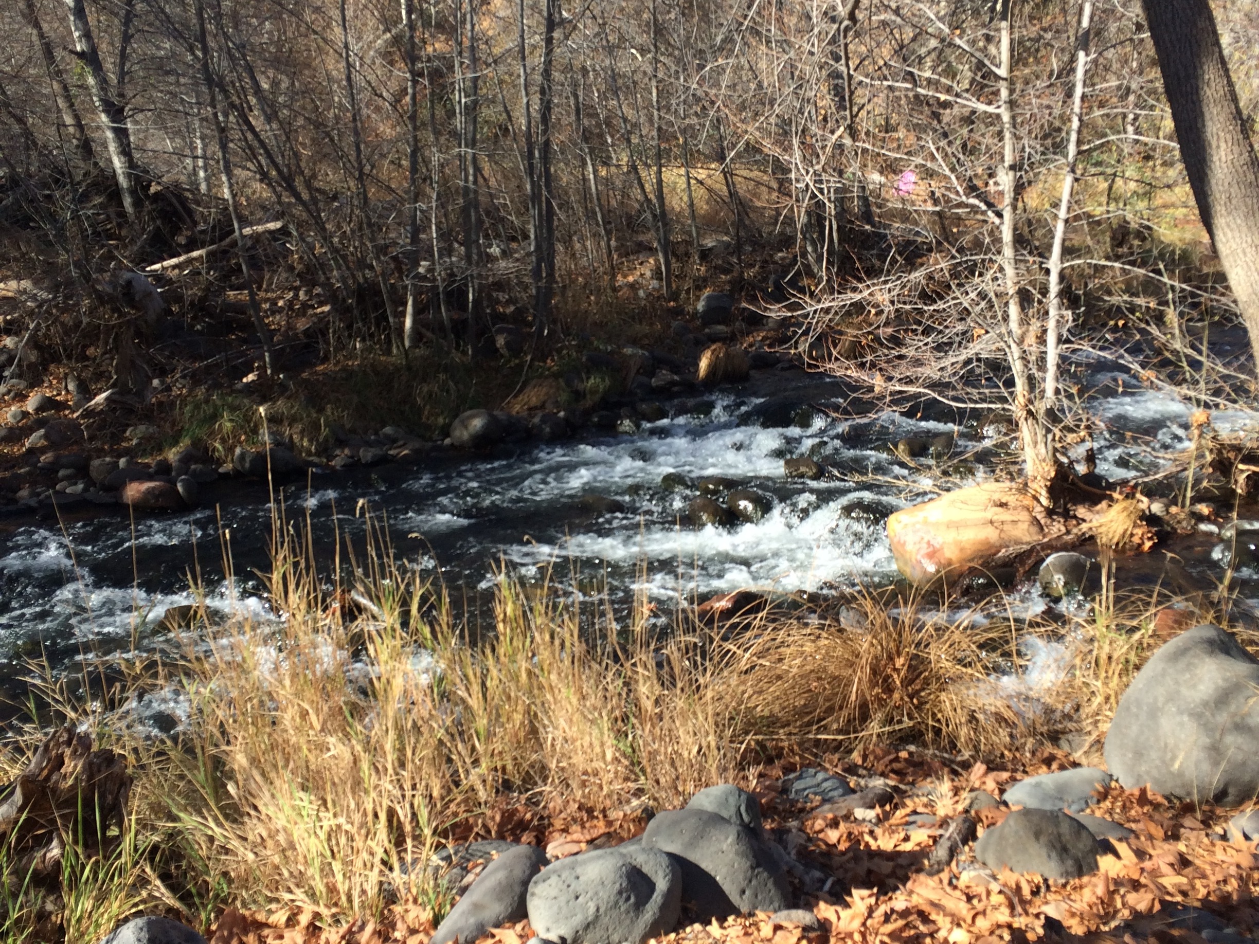 A stream flowing through a hiking area