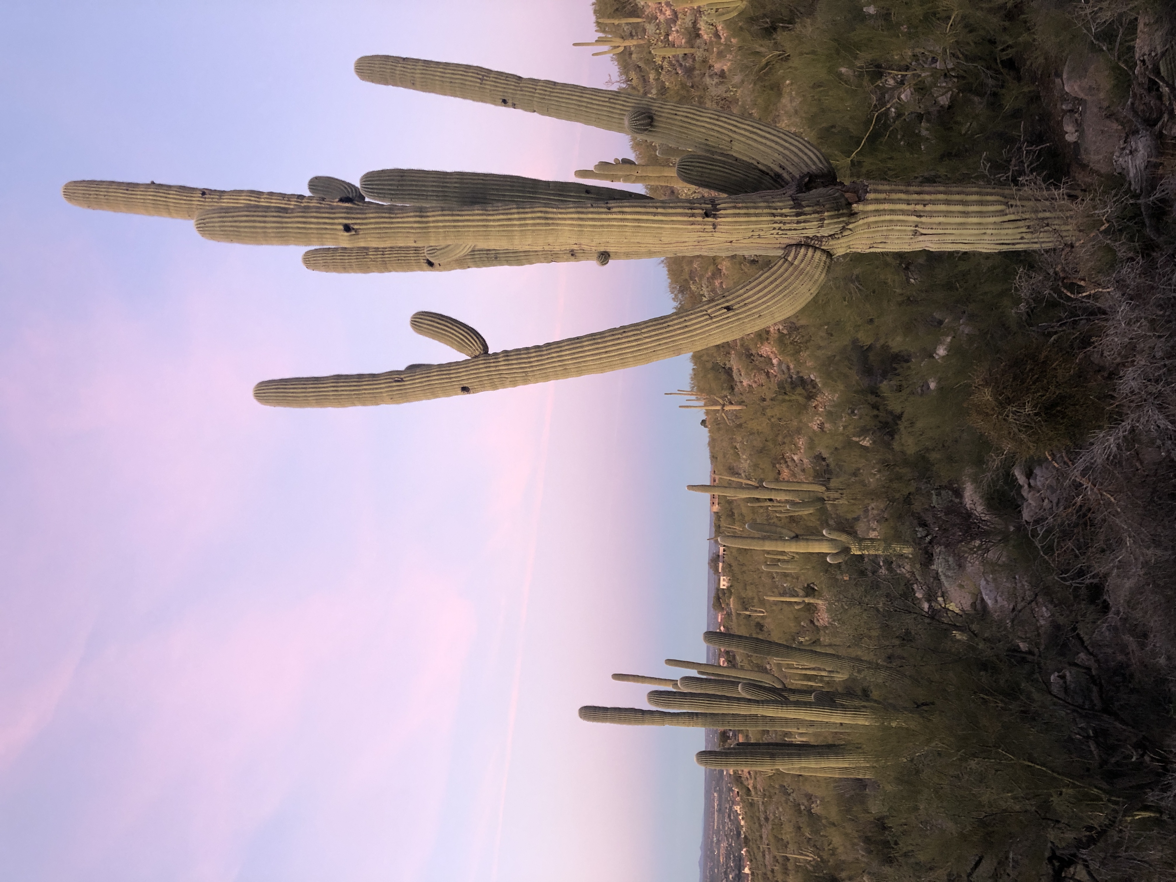 A tall cactus in a desert with a pink and purple sunrise.