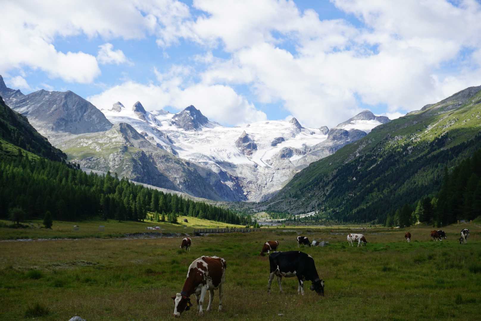 Beautiful view of animals gazing the vallwy surrounded by mountains