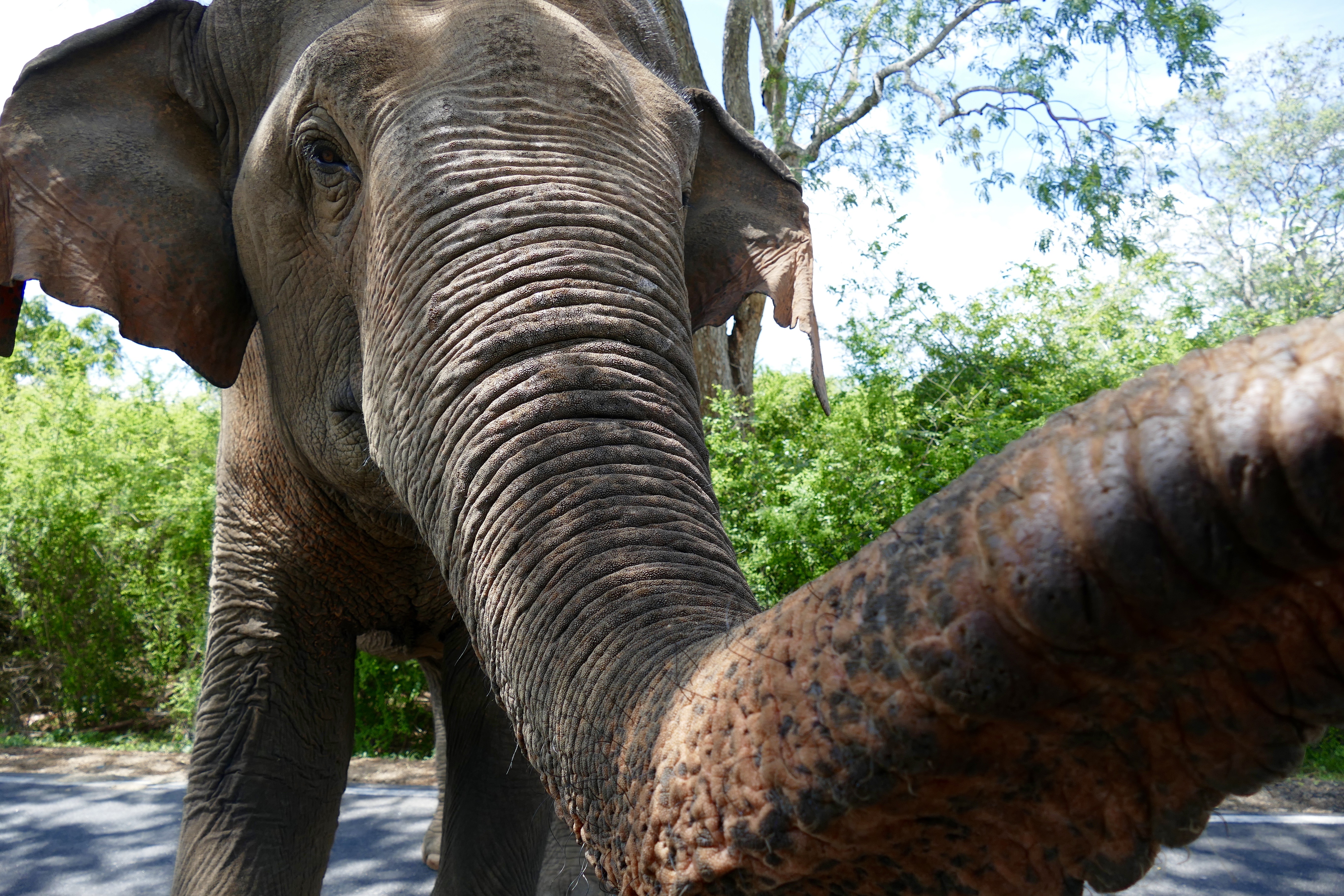 Close-up picture of an elephant in the wild