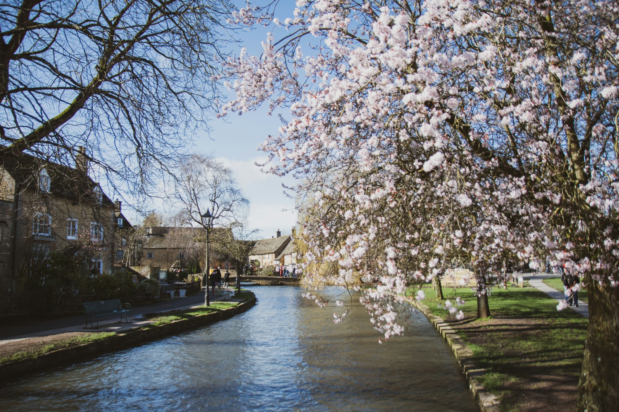 White cherry blossom tree near river during daytime