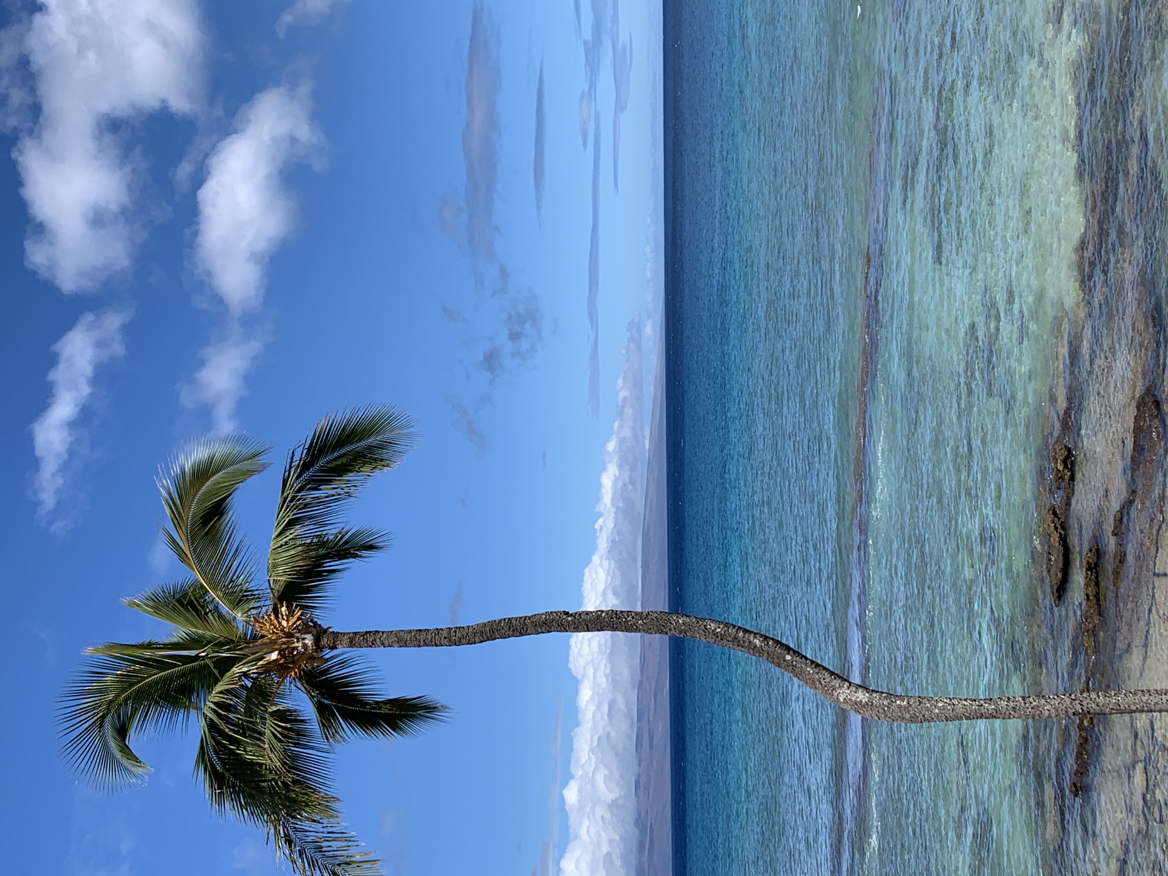 deep blue sea with a palm tree and clear skies