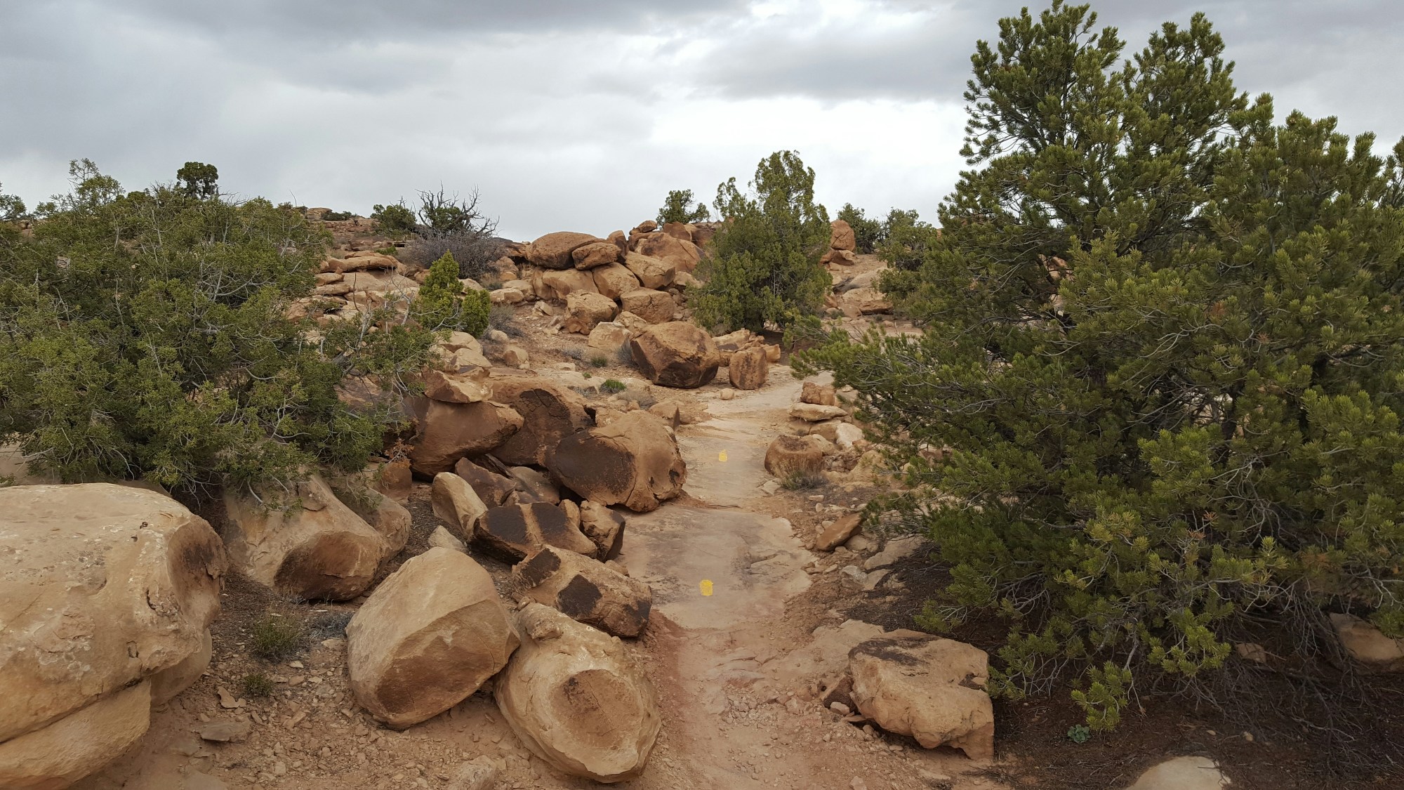 A rocky hill with a few little green trees.