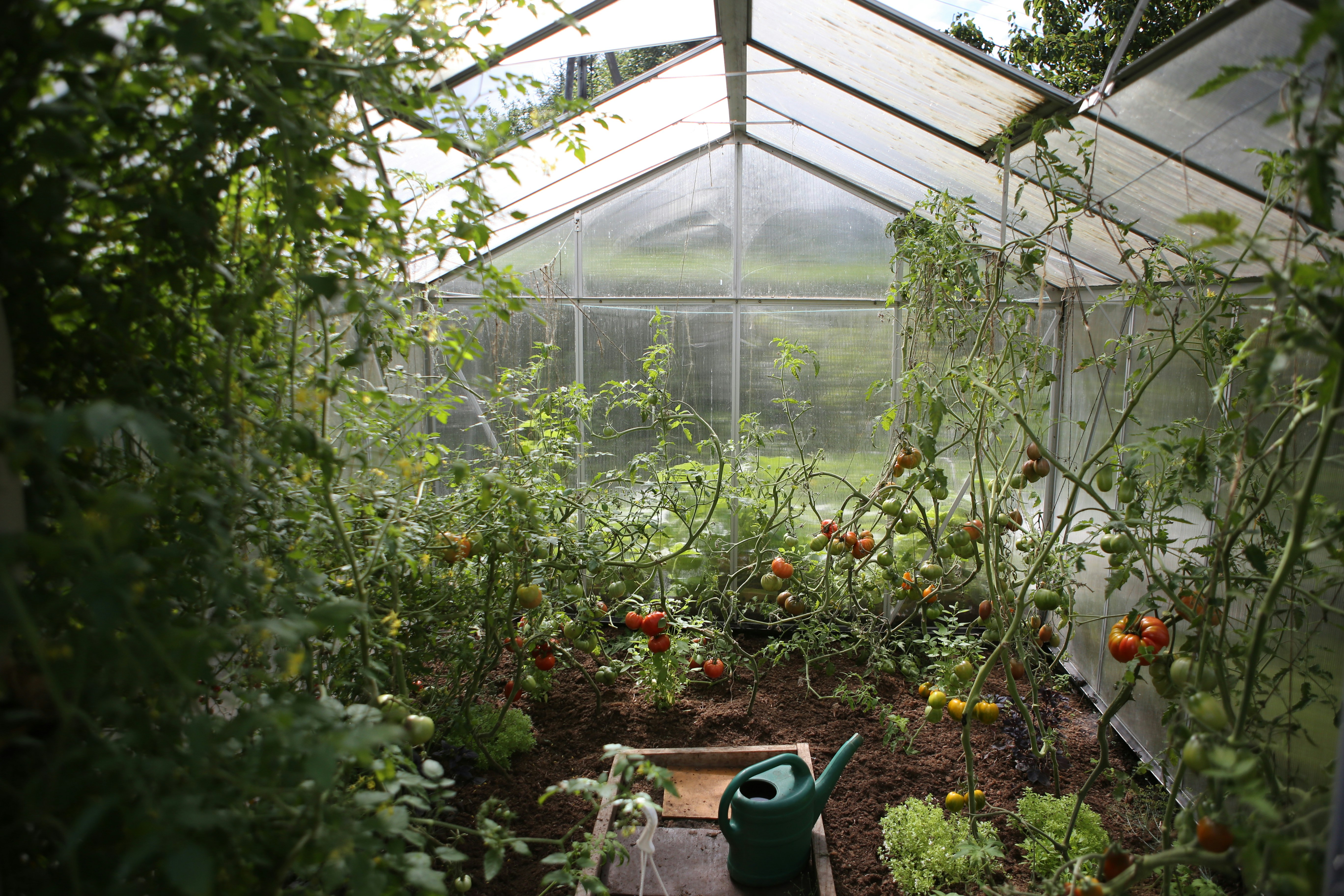 A picture of a green watering can in a greenhouse during daytime.