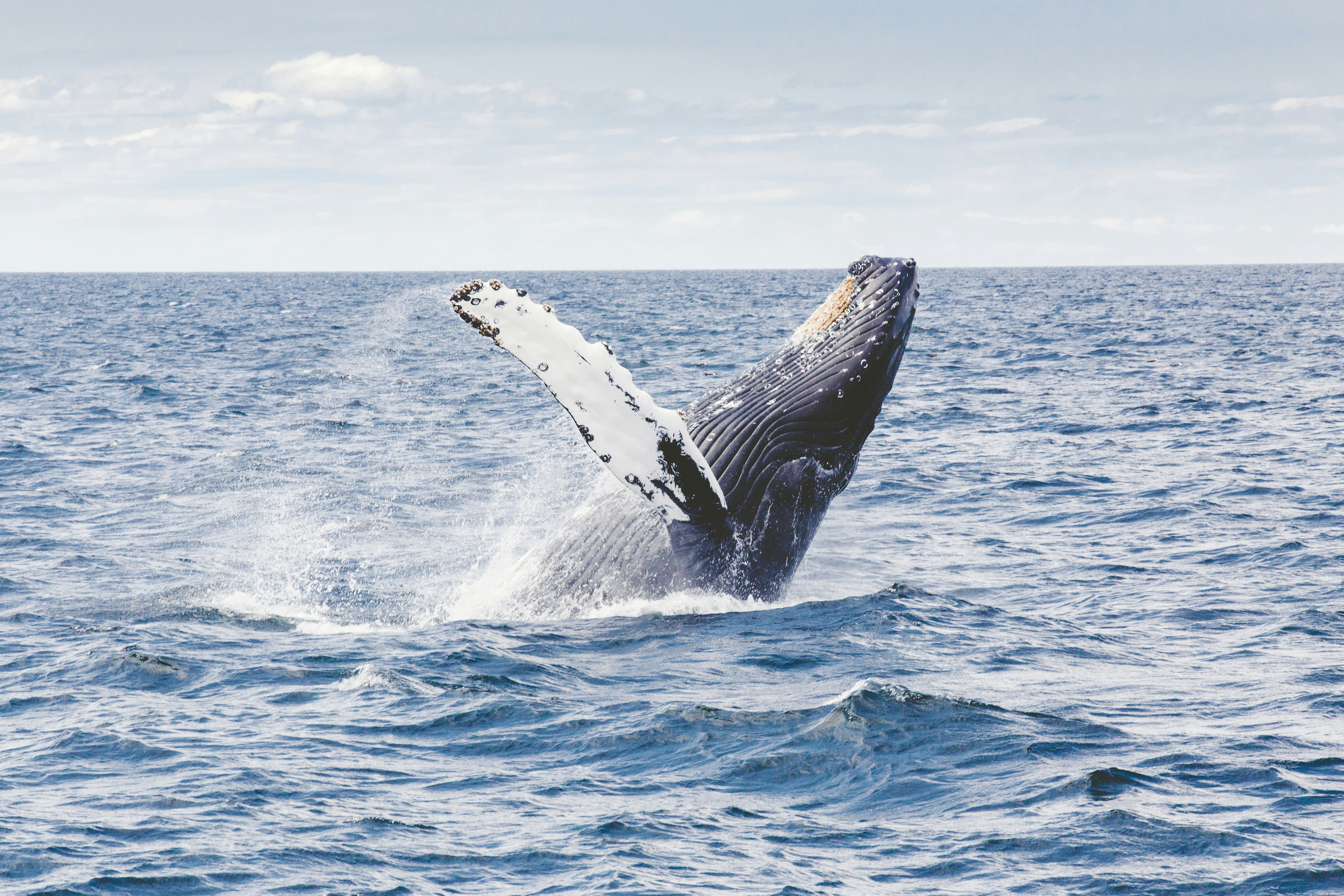 A picture of a whale swimming in the water during daytime.