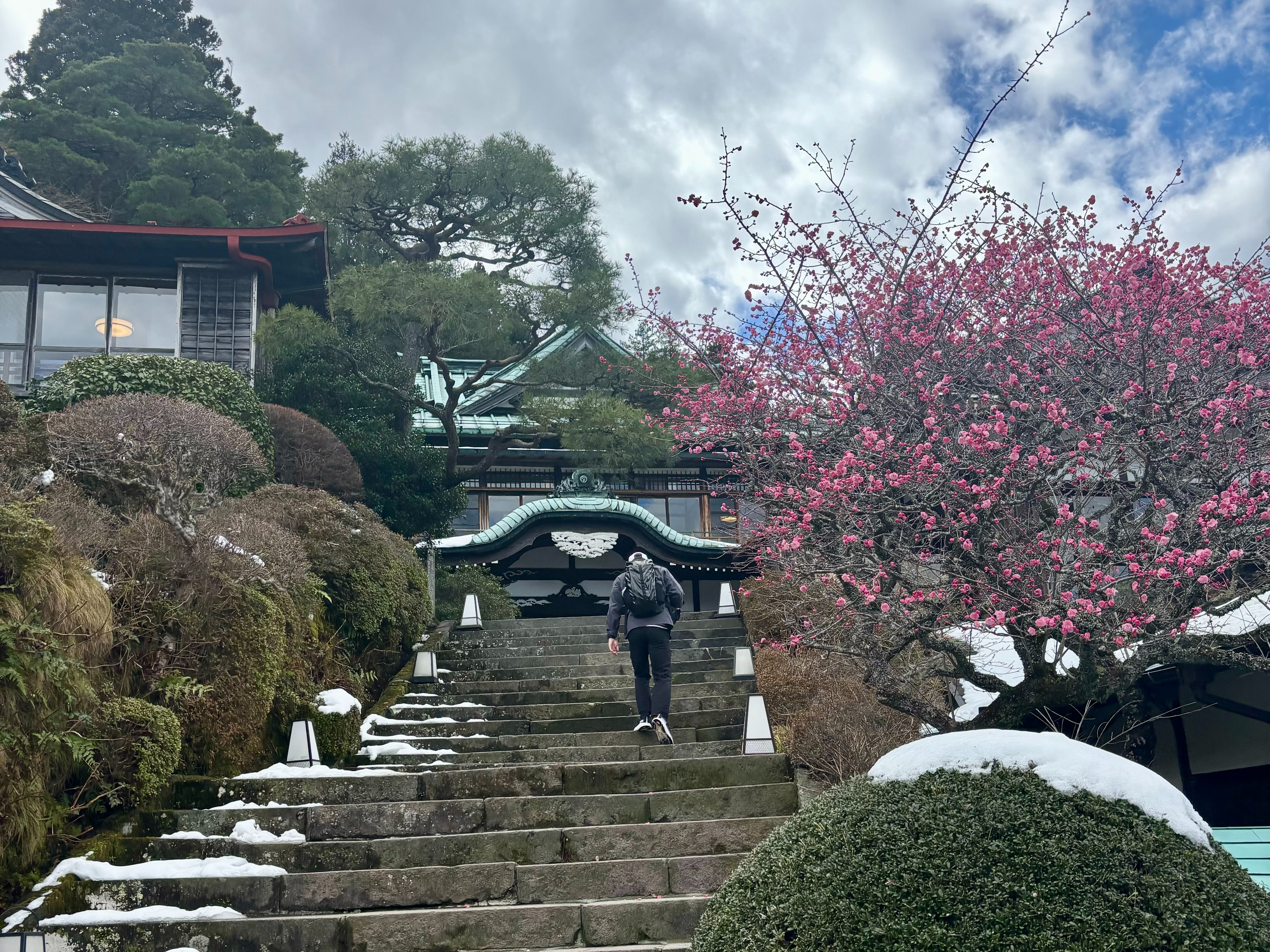A person climbing stairs surrounded by pink and green trees.