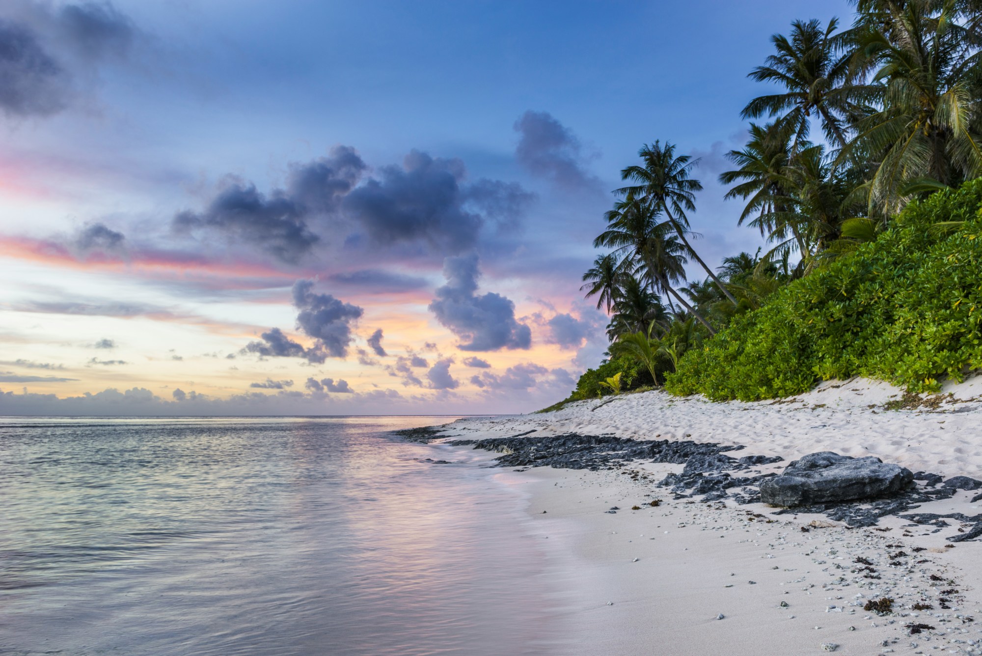 Beach with palm trees at sunrise.