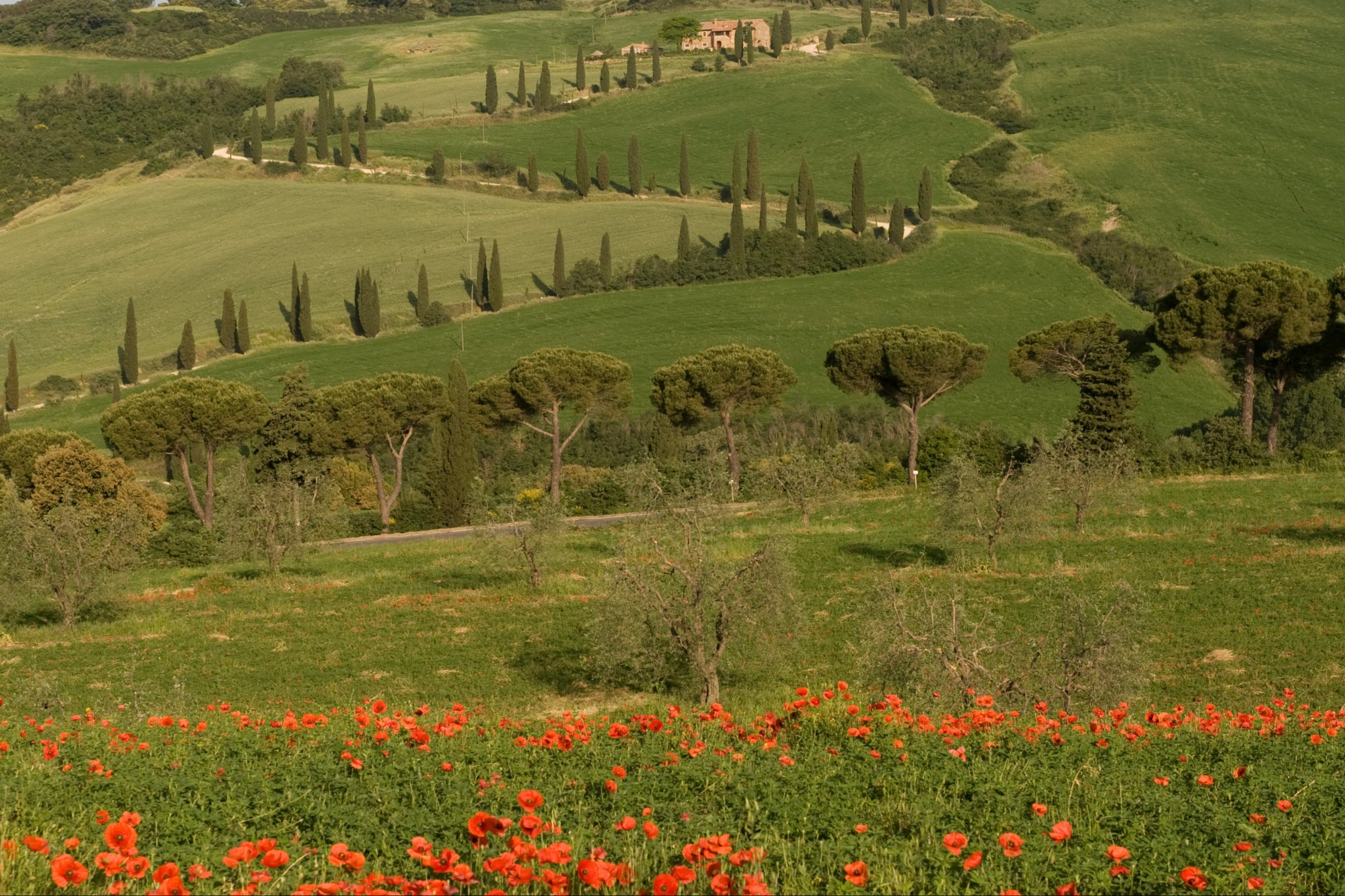 A far view of a meadow of red poppy flowers and green trees during daytime.