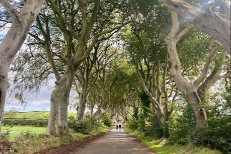 A pathway through large green trees