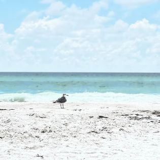 Bird on beach