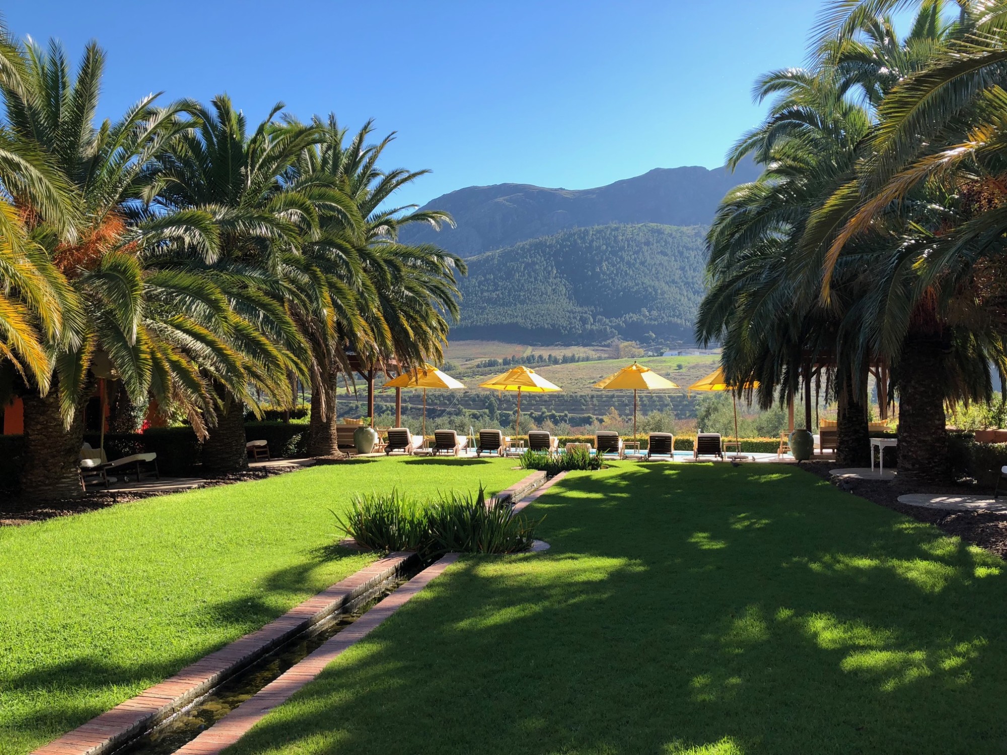 A manicured lawn with abundant palm trees on each side. There are also rows of yellow umbrellas and lounge chairs in the distance, facing a large green mountain.