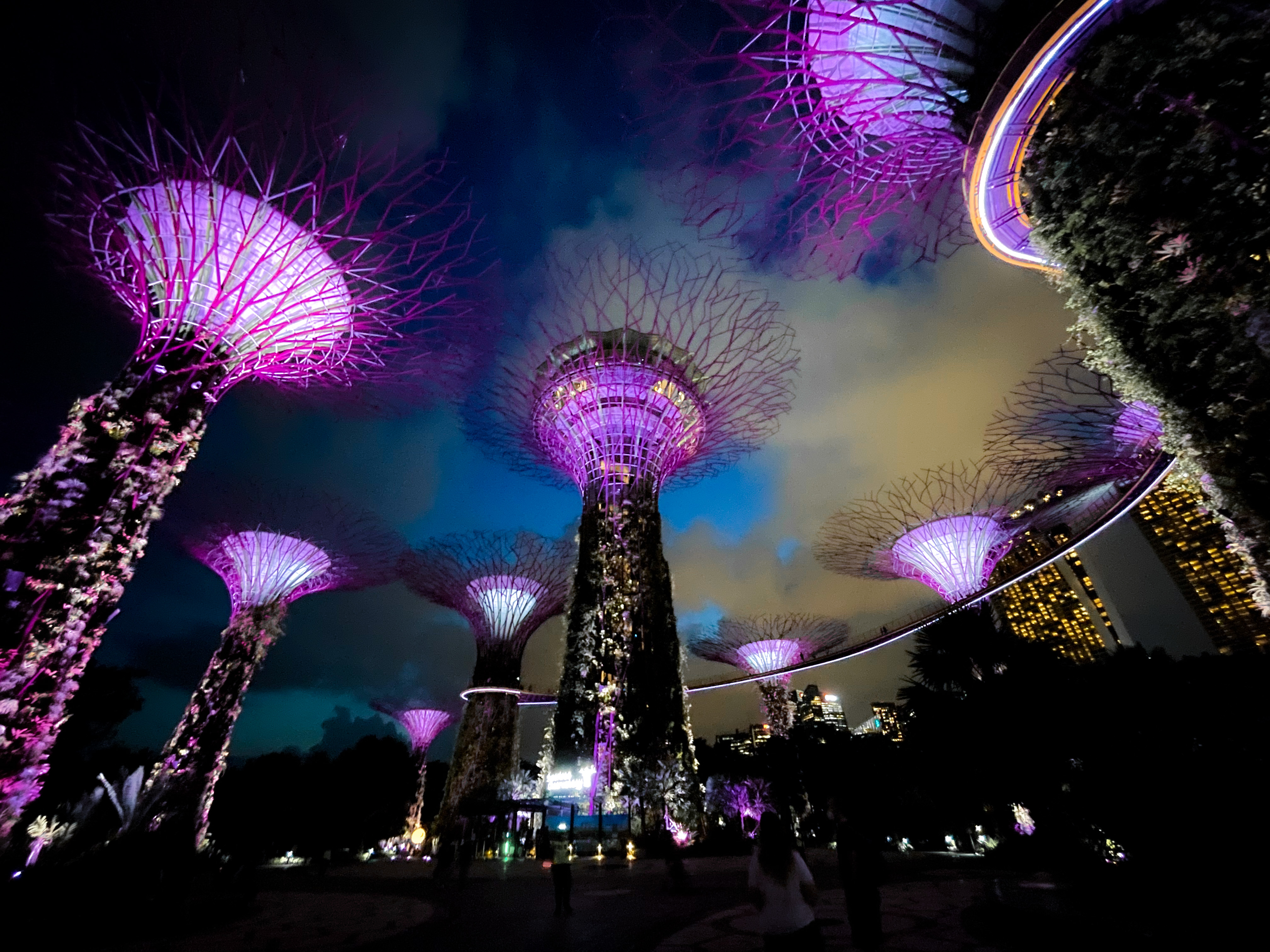 Night view of Supertree Grove