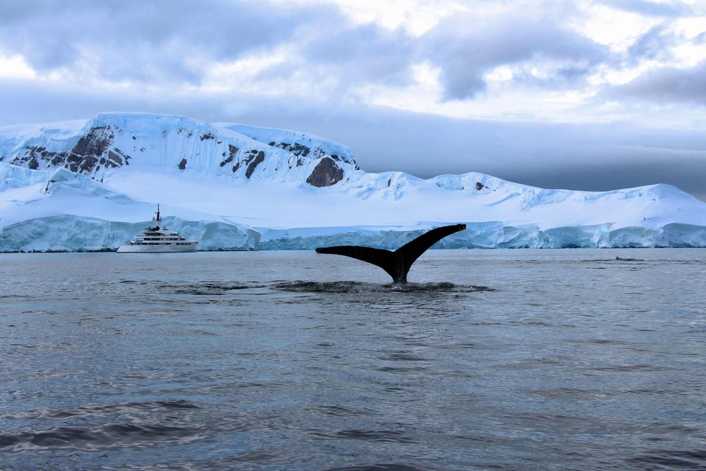 A picture of a whales tail, diving into the water near surrounded by snowy ice bergs.