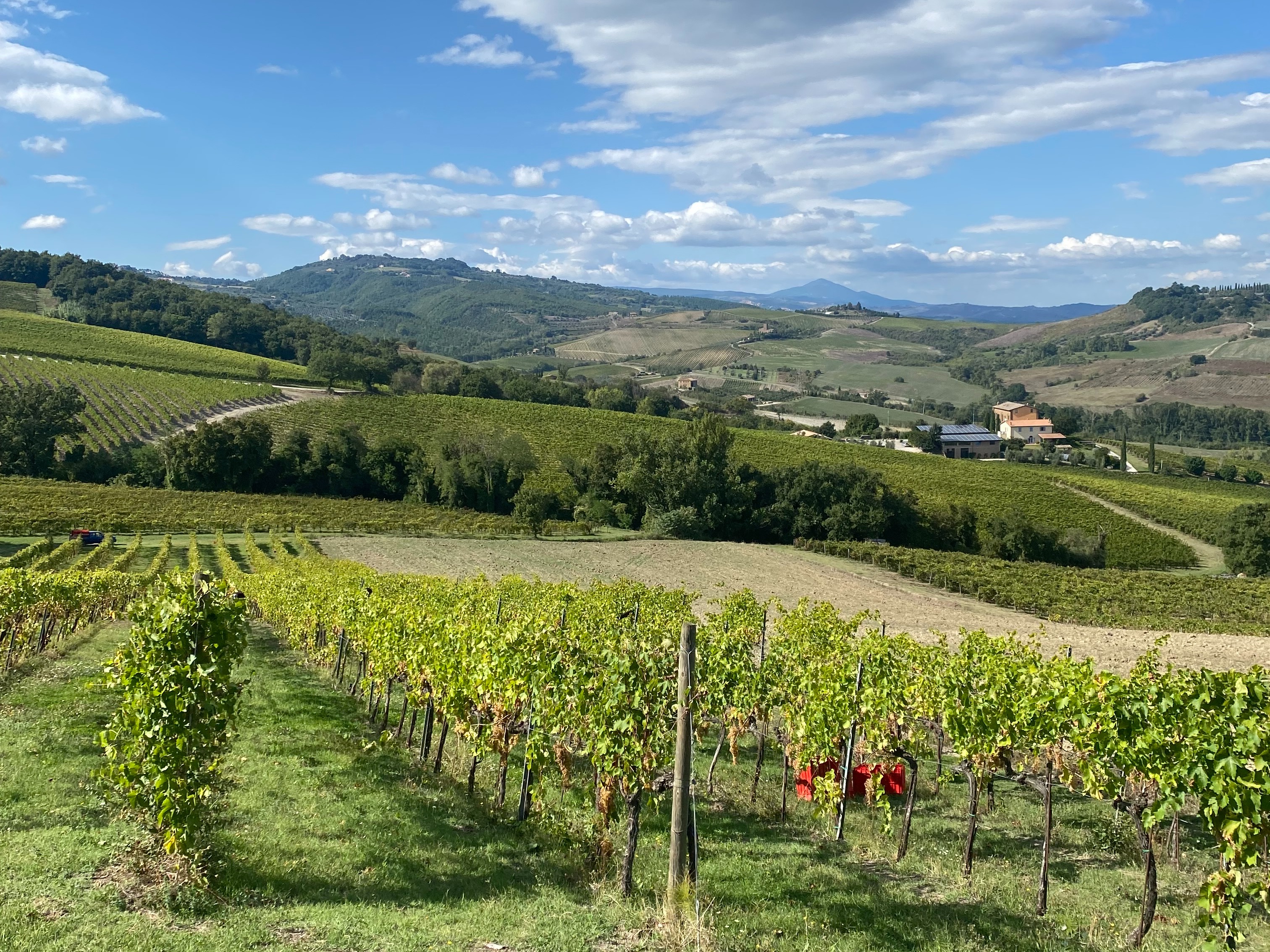 A view of the lush and green vineyards of Umbria, Italy. There are rolling hills in the distance, all situated under the cloudy blue sky.