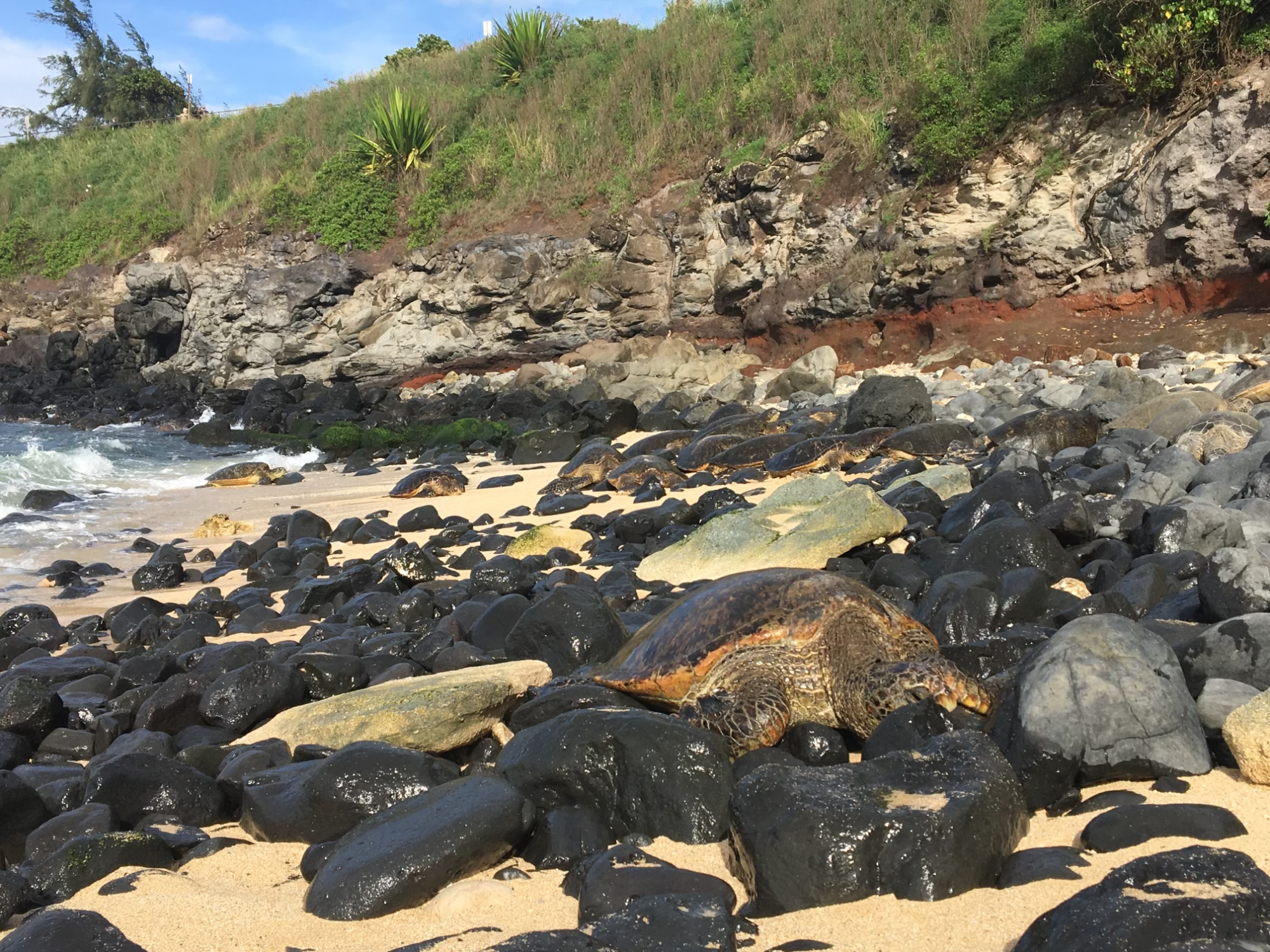 Turtles on a beach during daytime.