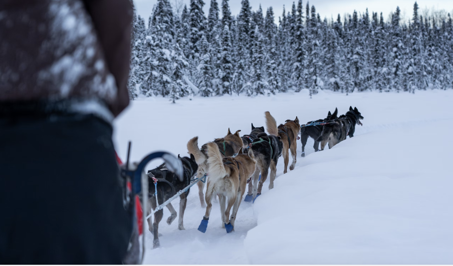 A view of a person riding a dog sled with thick, snowy terrain and snow covered pine trees in the surrounding areas.