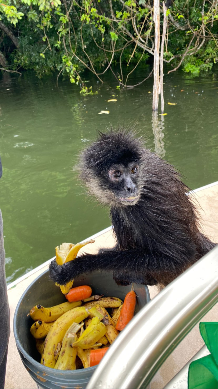 A monkey eating a banana