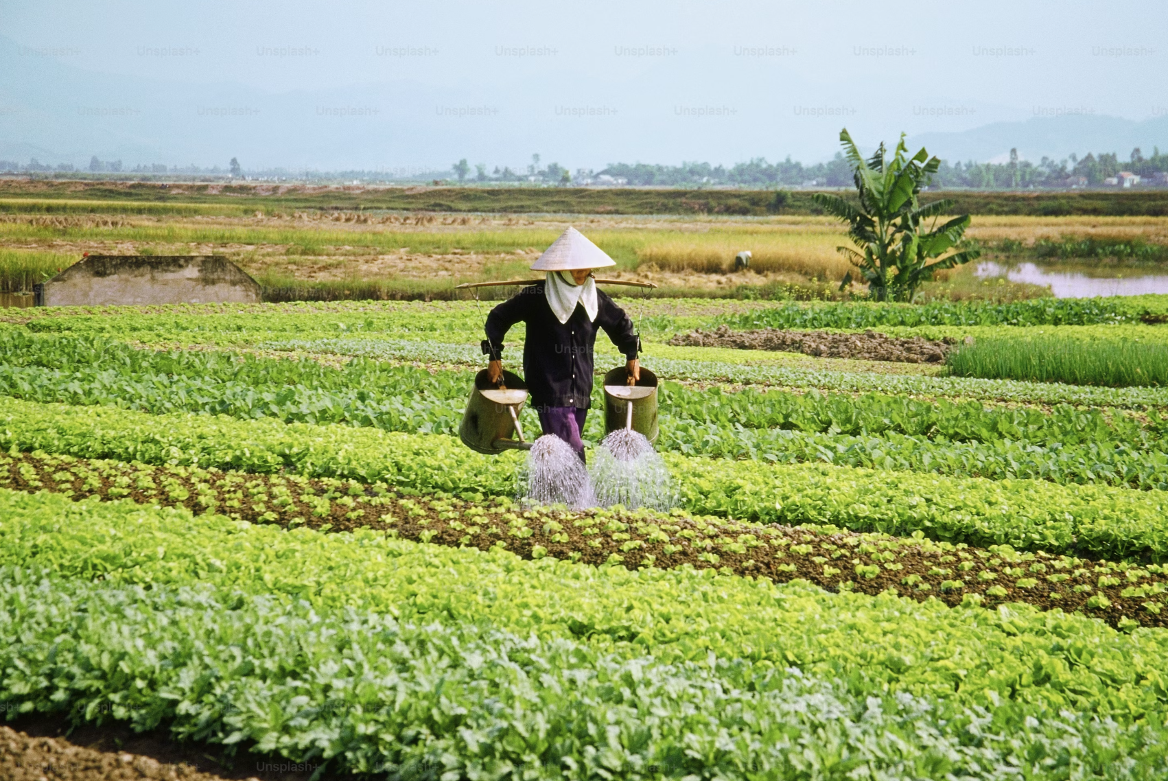 A view of a farm with a person carrying two buckets spraying water on the vibrant green crops.