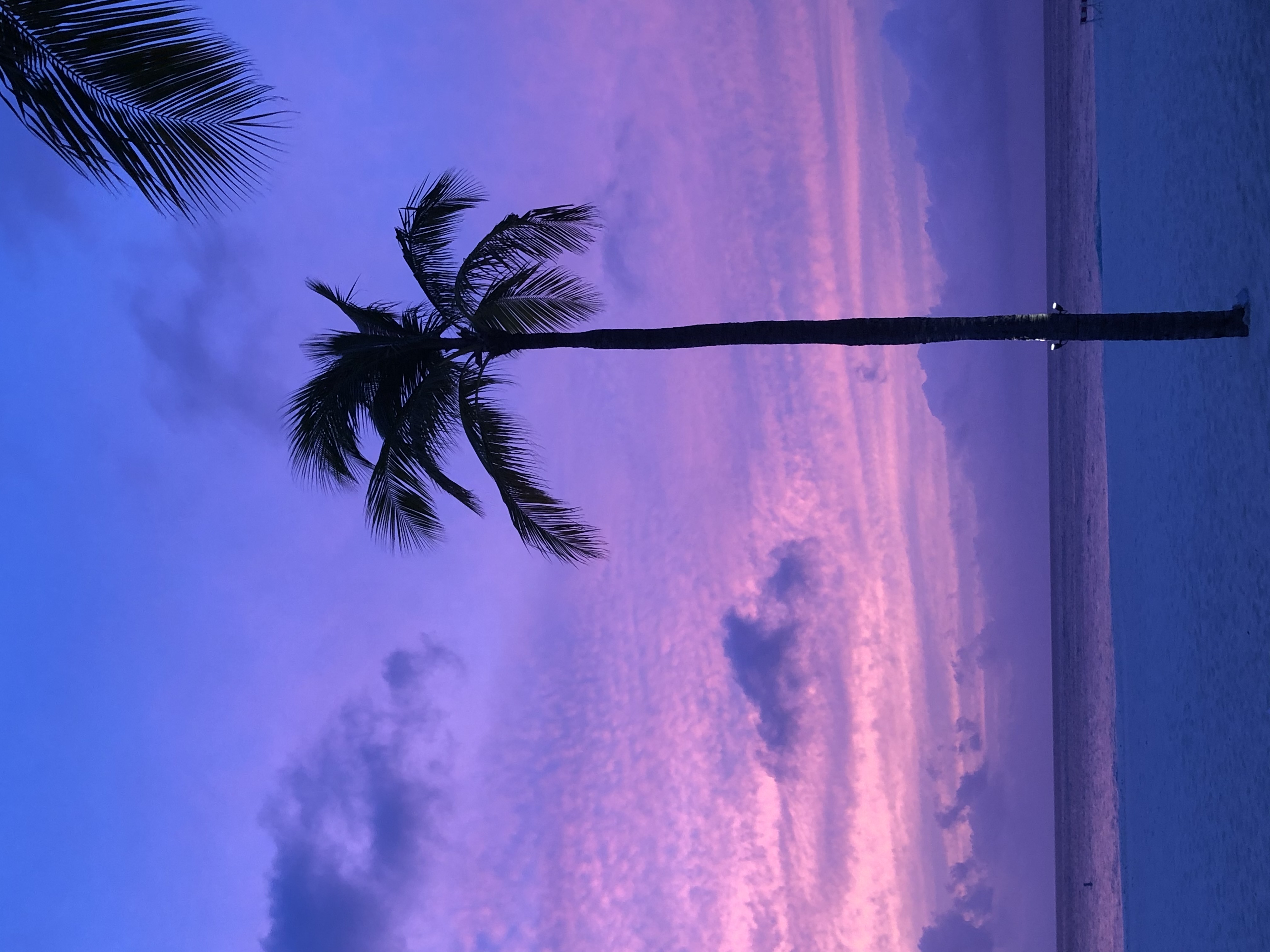 Beautiful view of a palm tree