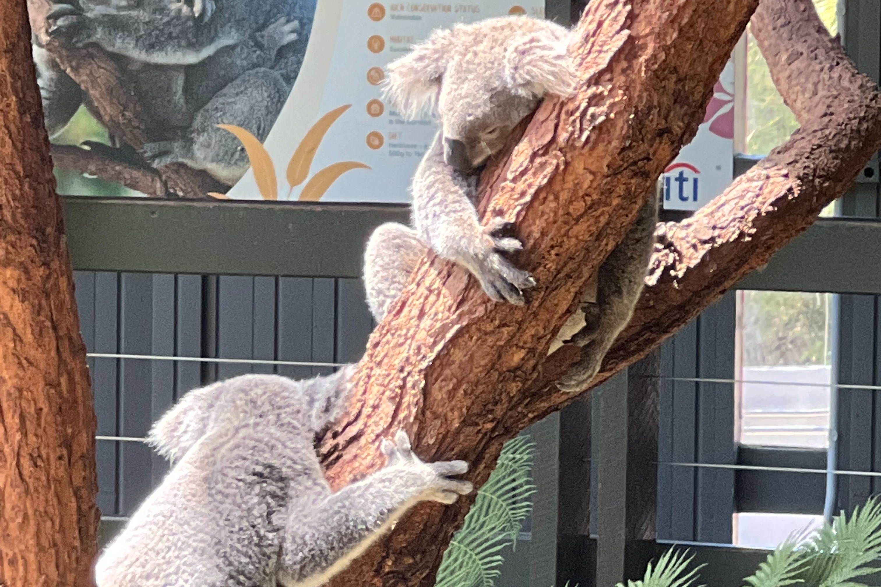Two koalas on a tree
