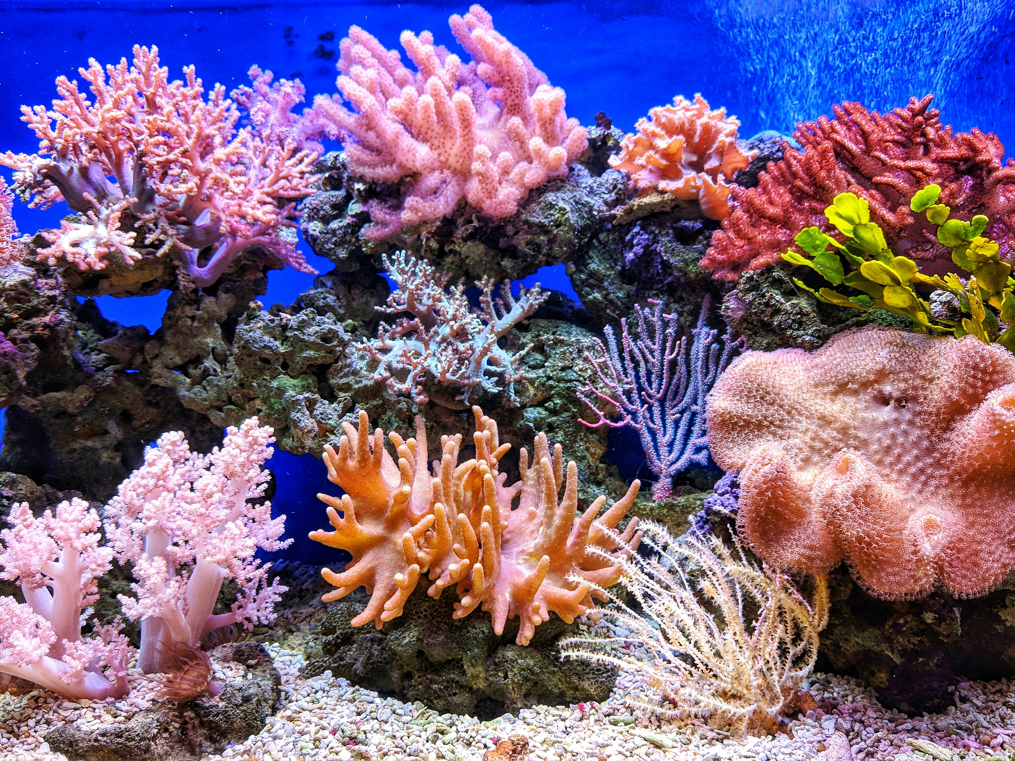Under water coral and various plants