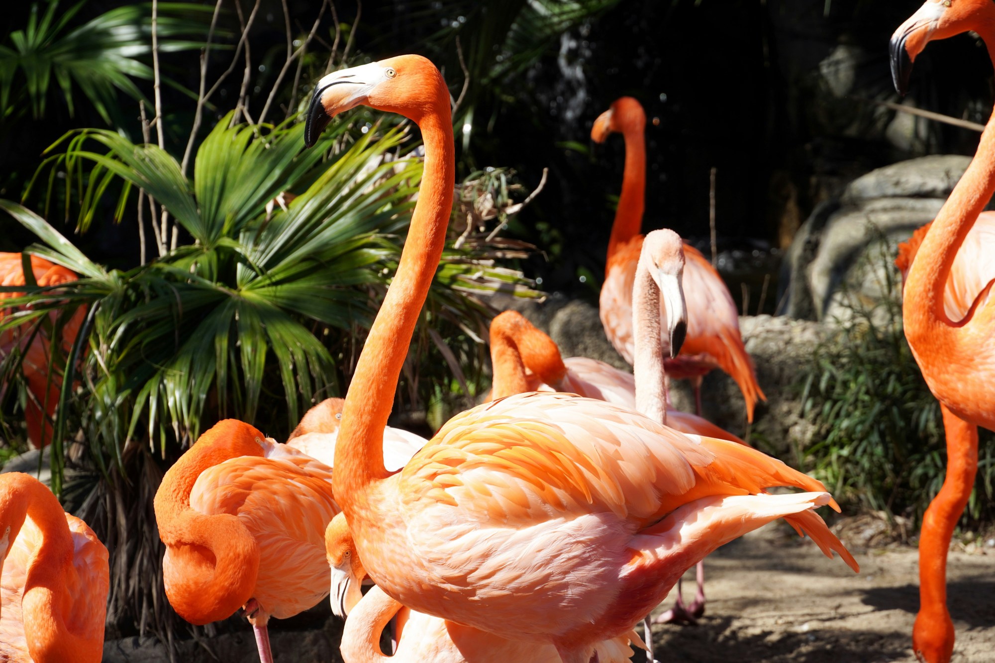 A group of flamingos.