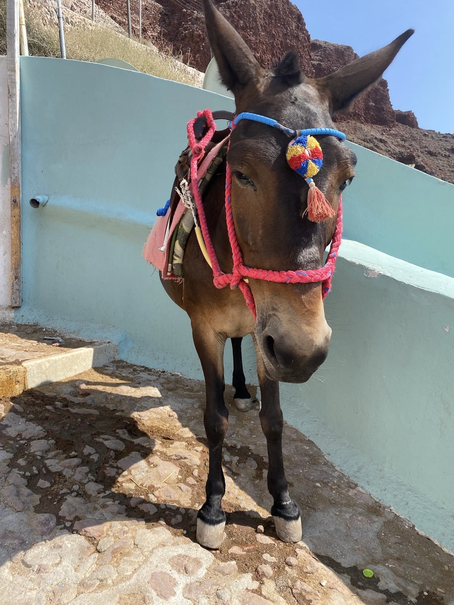Picture of a Mule