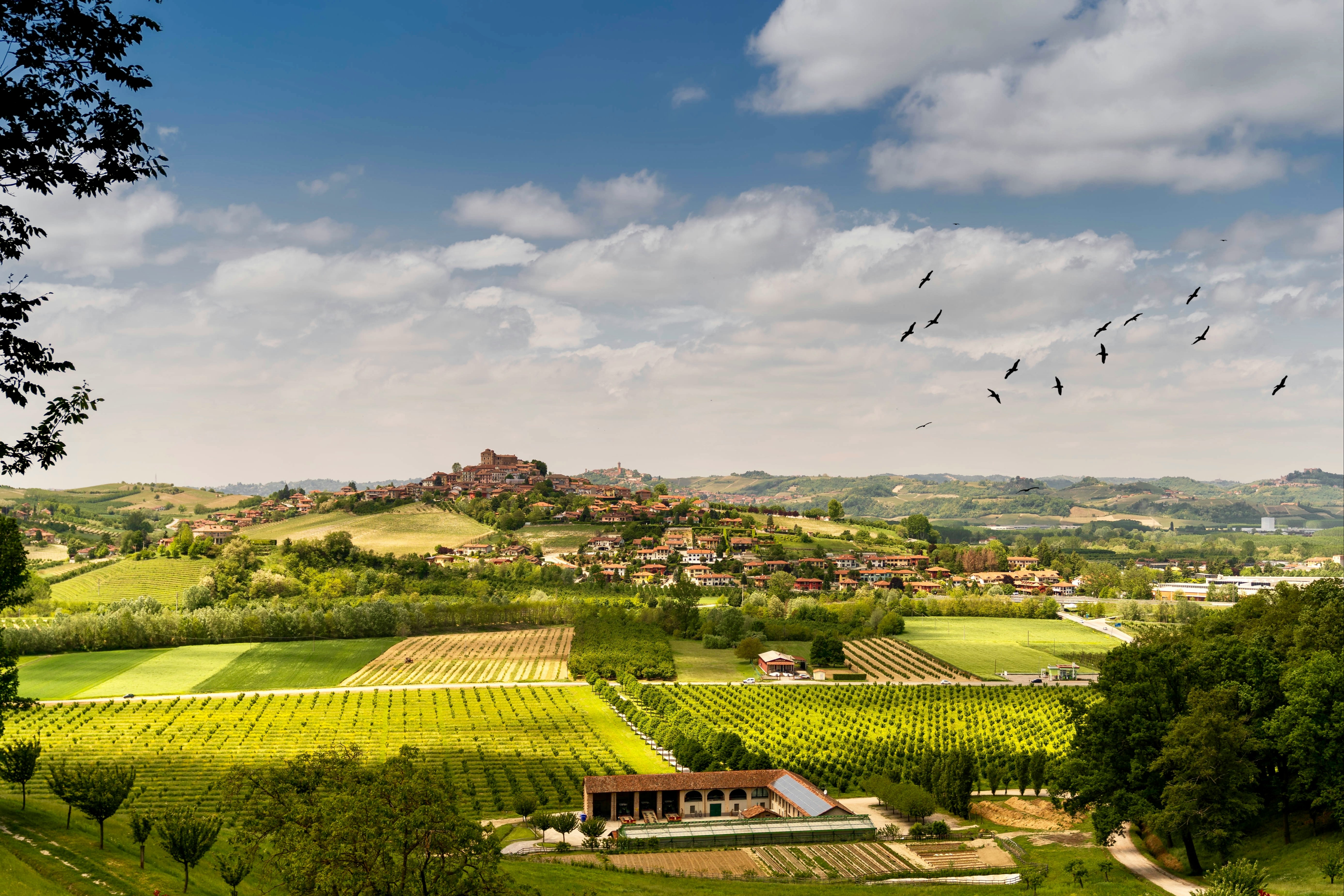 An aerial view of a vineyard during the daytime